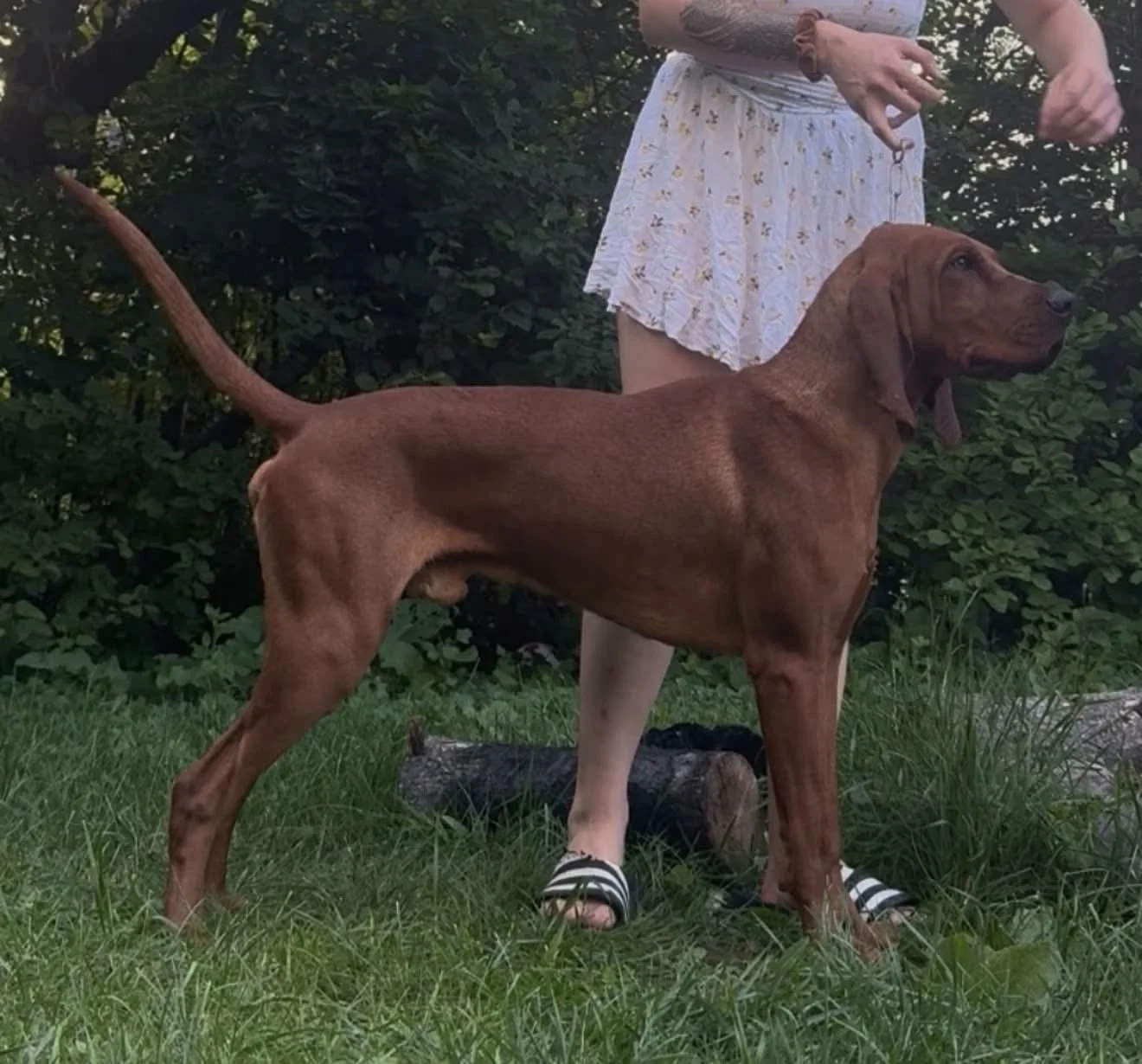 A person standing outdoors on grass with a Redbone Coonhound in a show stack, on a leash. The person is wearing a white skirt with a floral pattern and white slides, with tattoos visible on their arms. The background features dense green foliage.