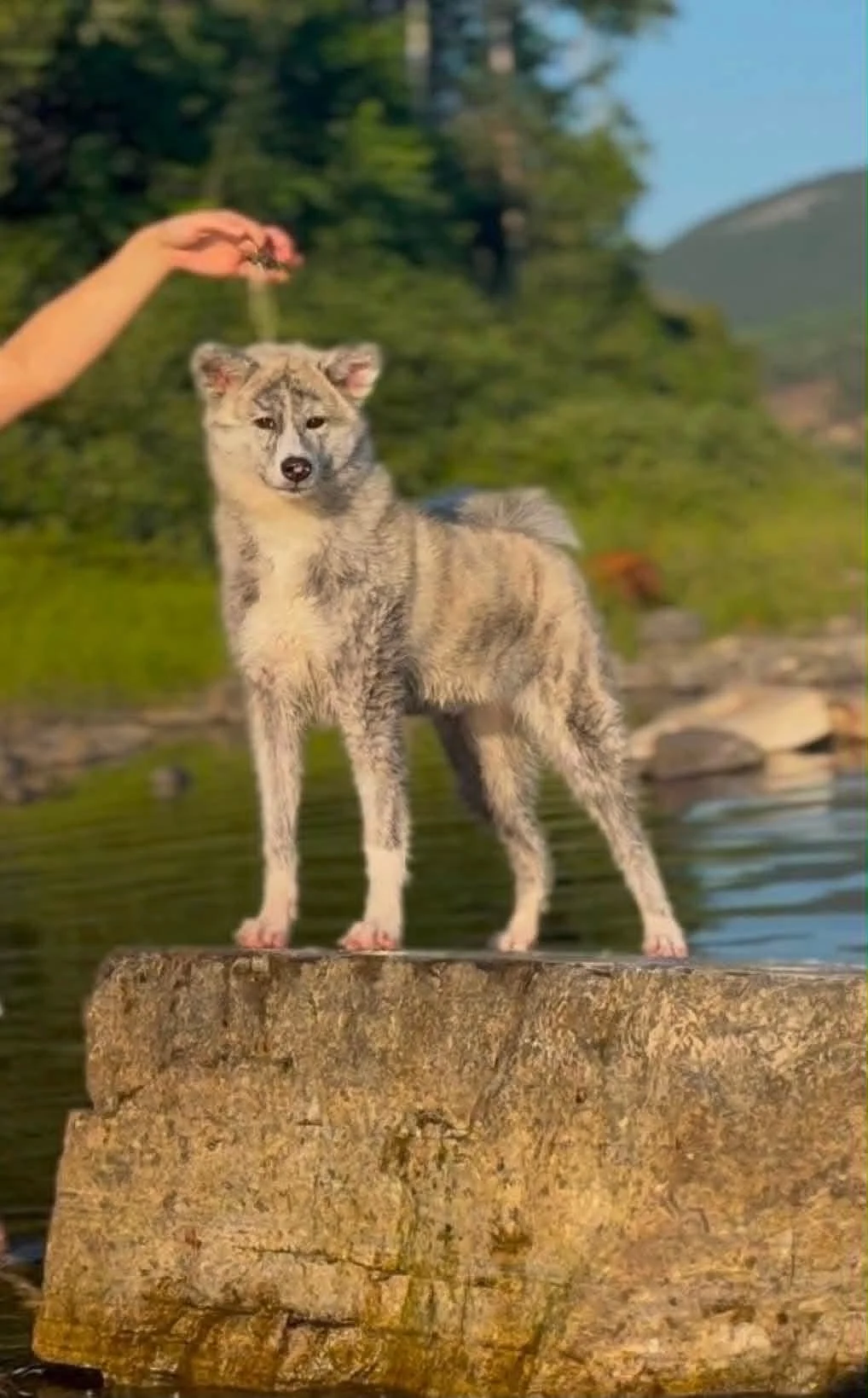 A young Japanese Akita Inu pup standing on a large rock inwater, with a person holding her in a show stack in a lush outdoor setting.