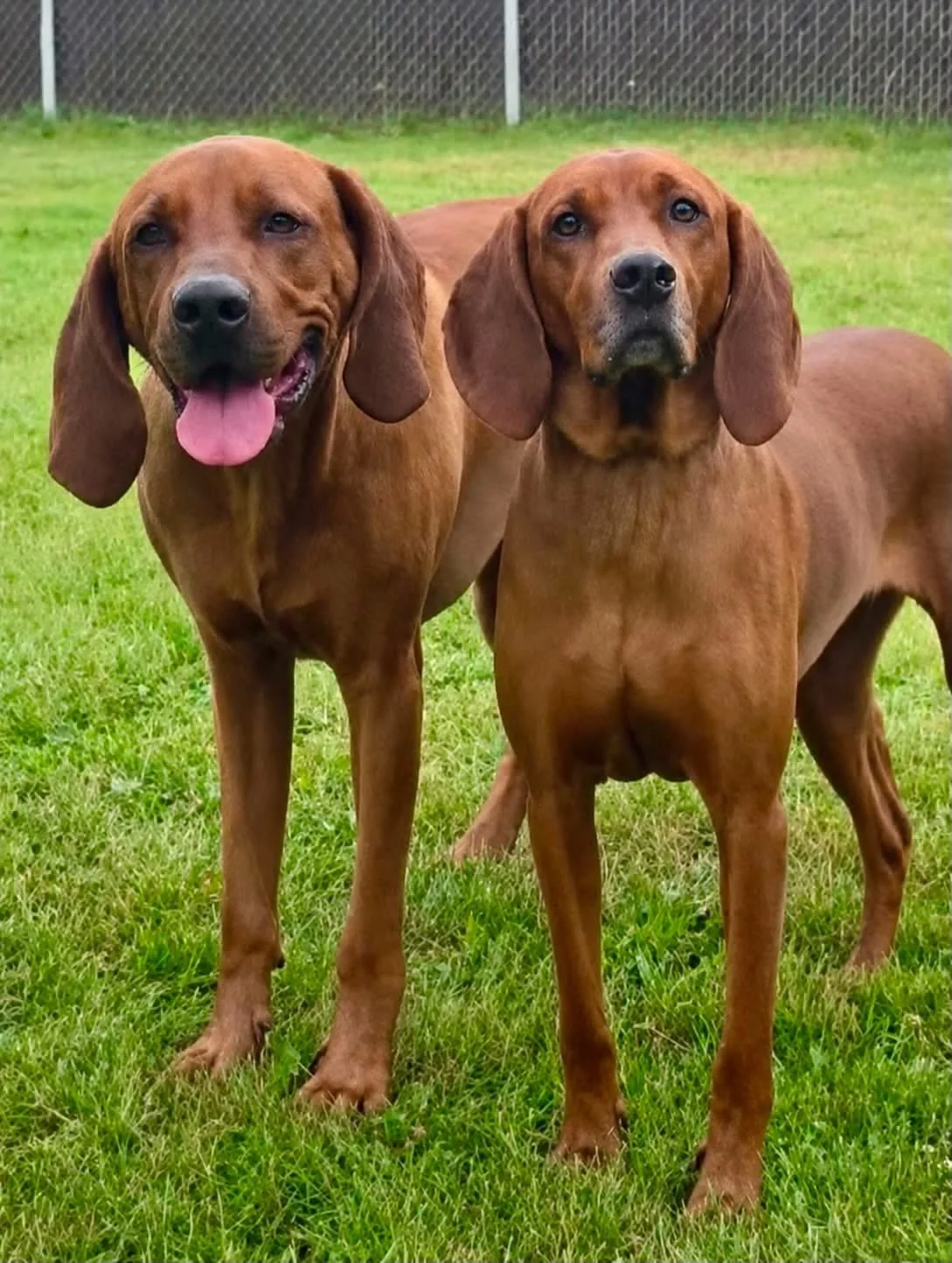 Two redbone coonhound dogs with floppy ears standing on green grass in front of a chain-link fence.