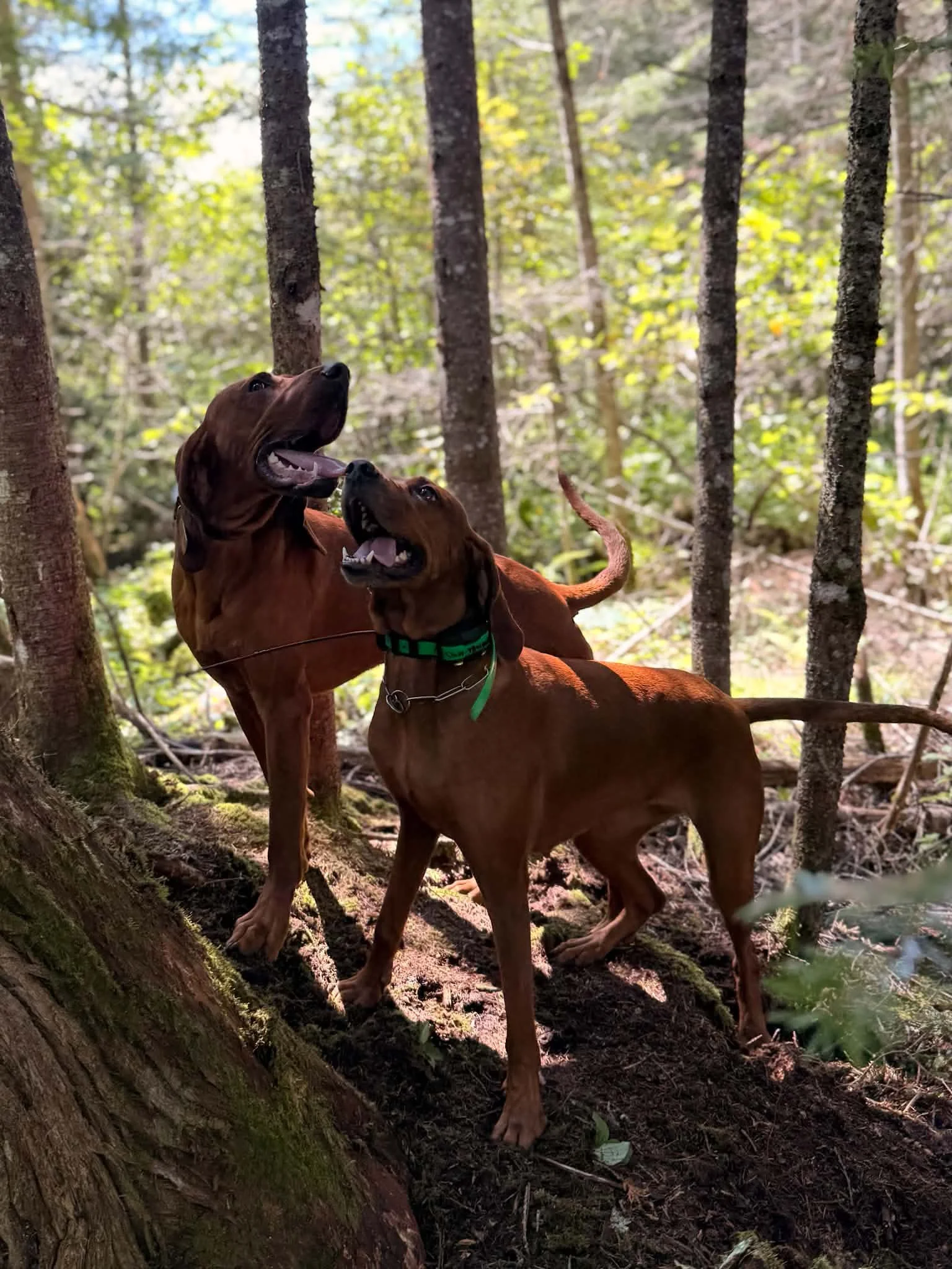 Two Redbone Coonhounds at the base of a tree in the woods