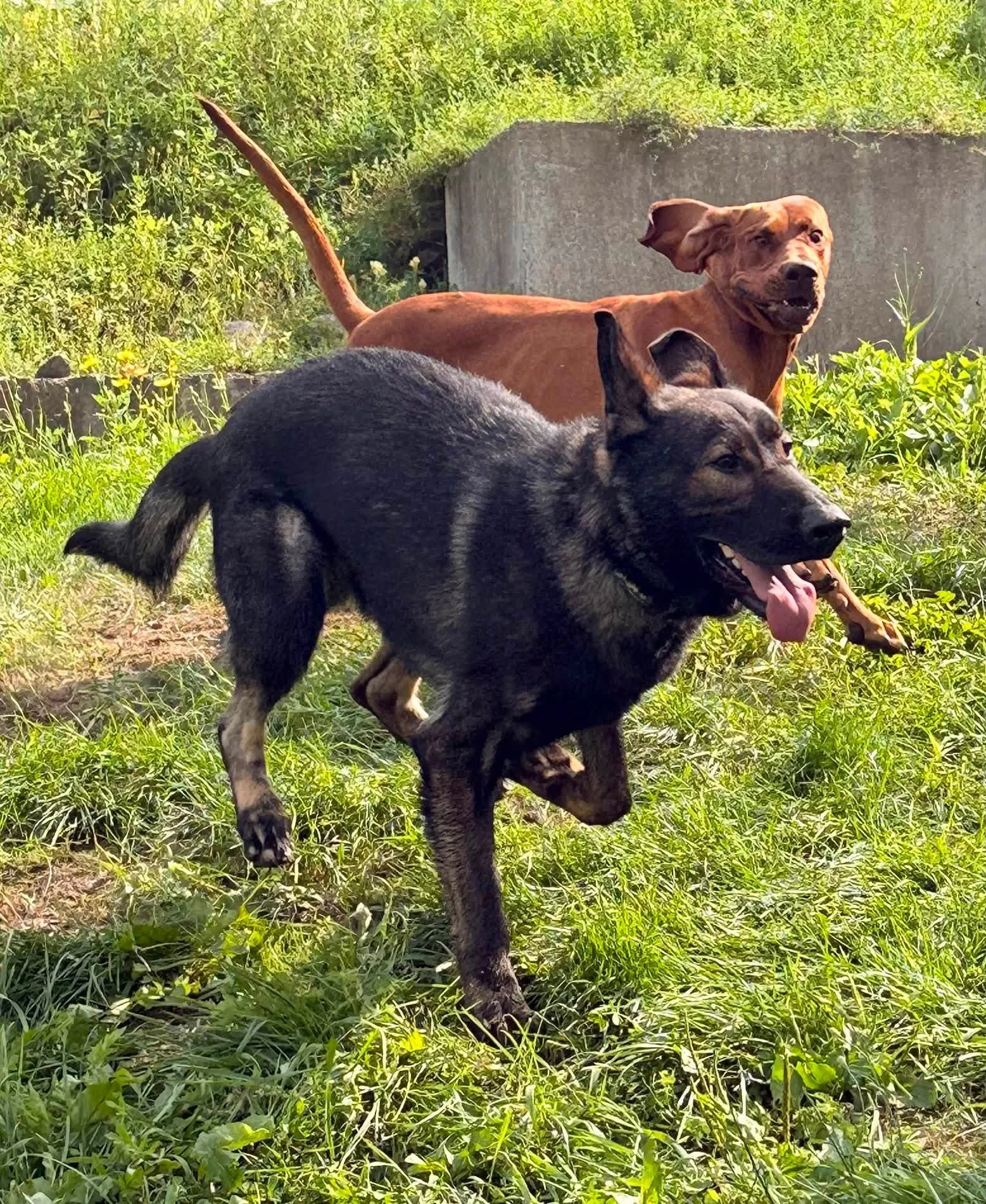 A happy dark sable Czech Working line German Shepherd dog and a redbone coonhound playing outside on a grassy area with a concrete structure in the background.