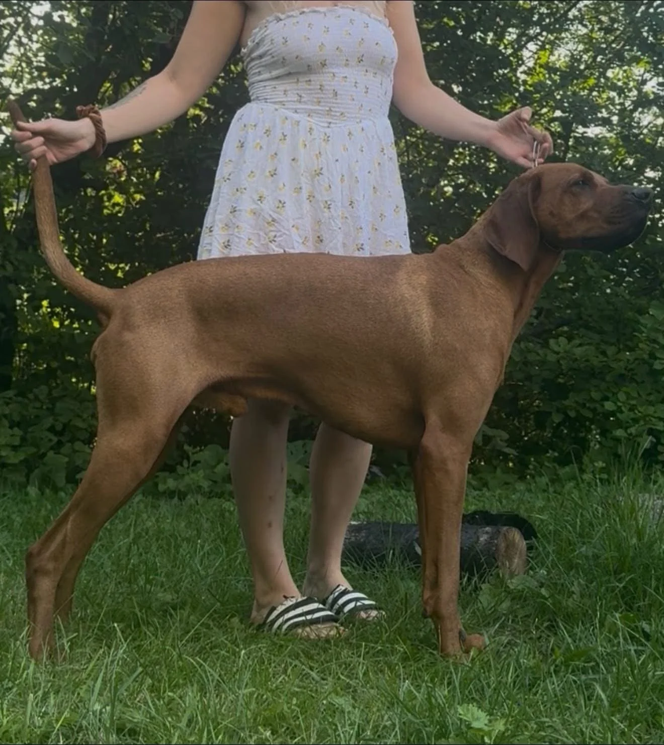 A person standing outdoors on grass, holding a leash attached to a large brown dog with a sleek coat, under green foliage.