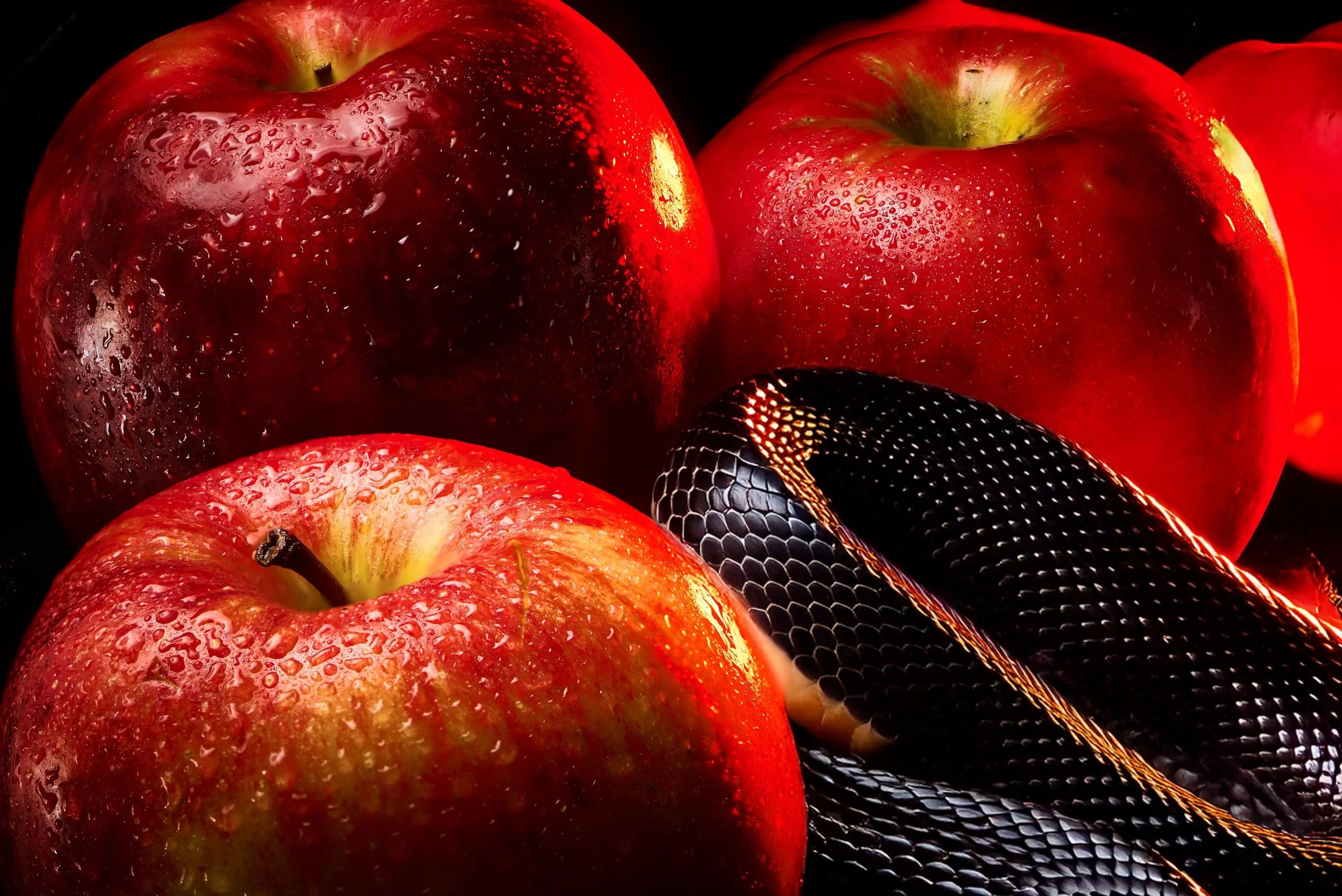 Ingredient still life for a Forbidden Apple fragrance: wet red apples staged with a black snake.