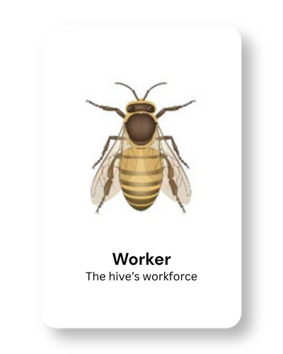 Illustration of a bee with the caption 'Worker, The hive's workforce'.