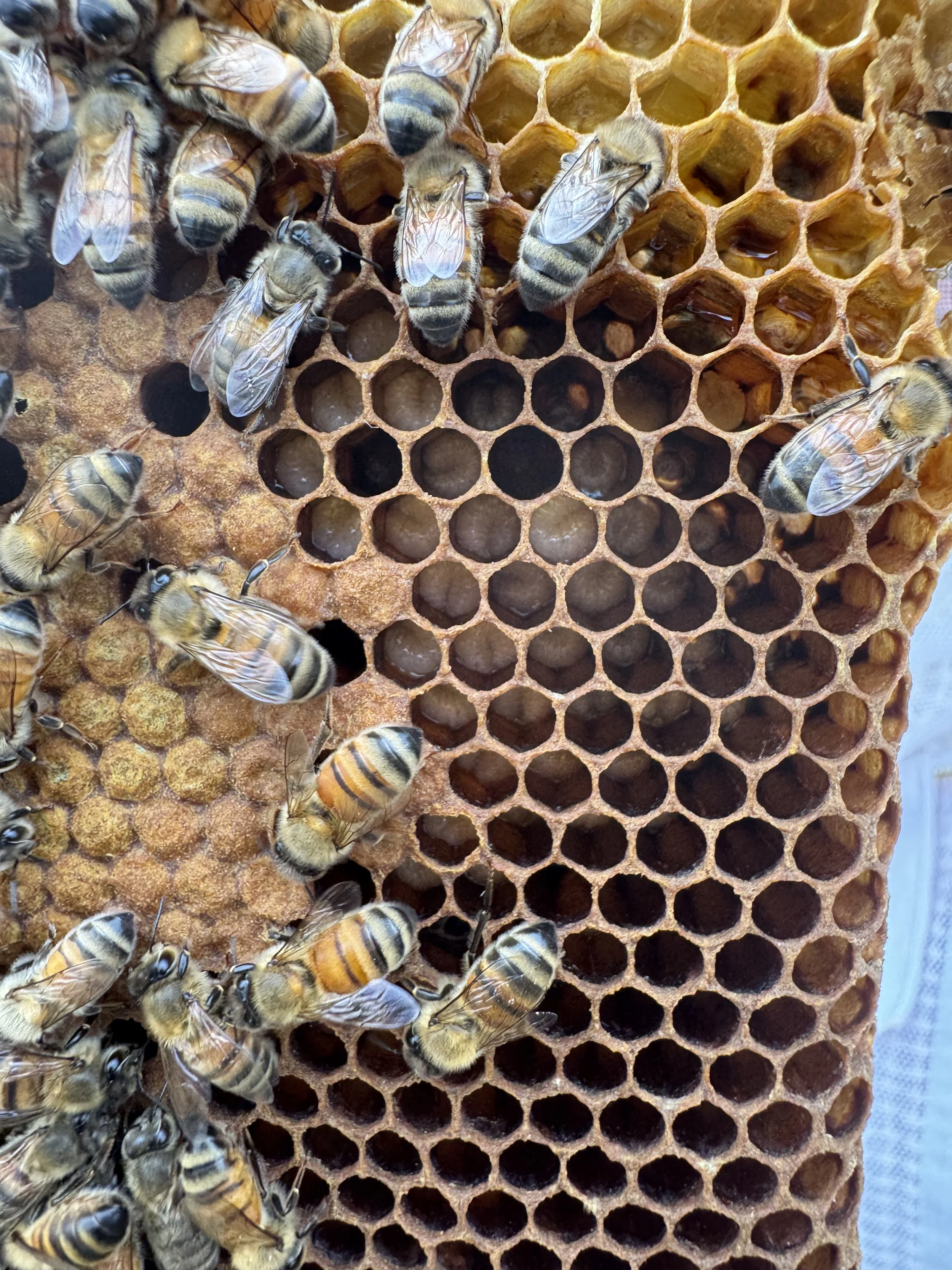 Close-up of honey bees on a honeycomb with some empty cells.