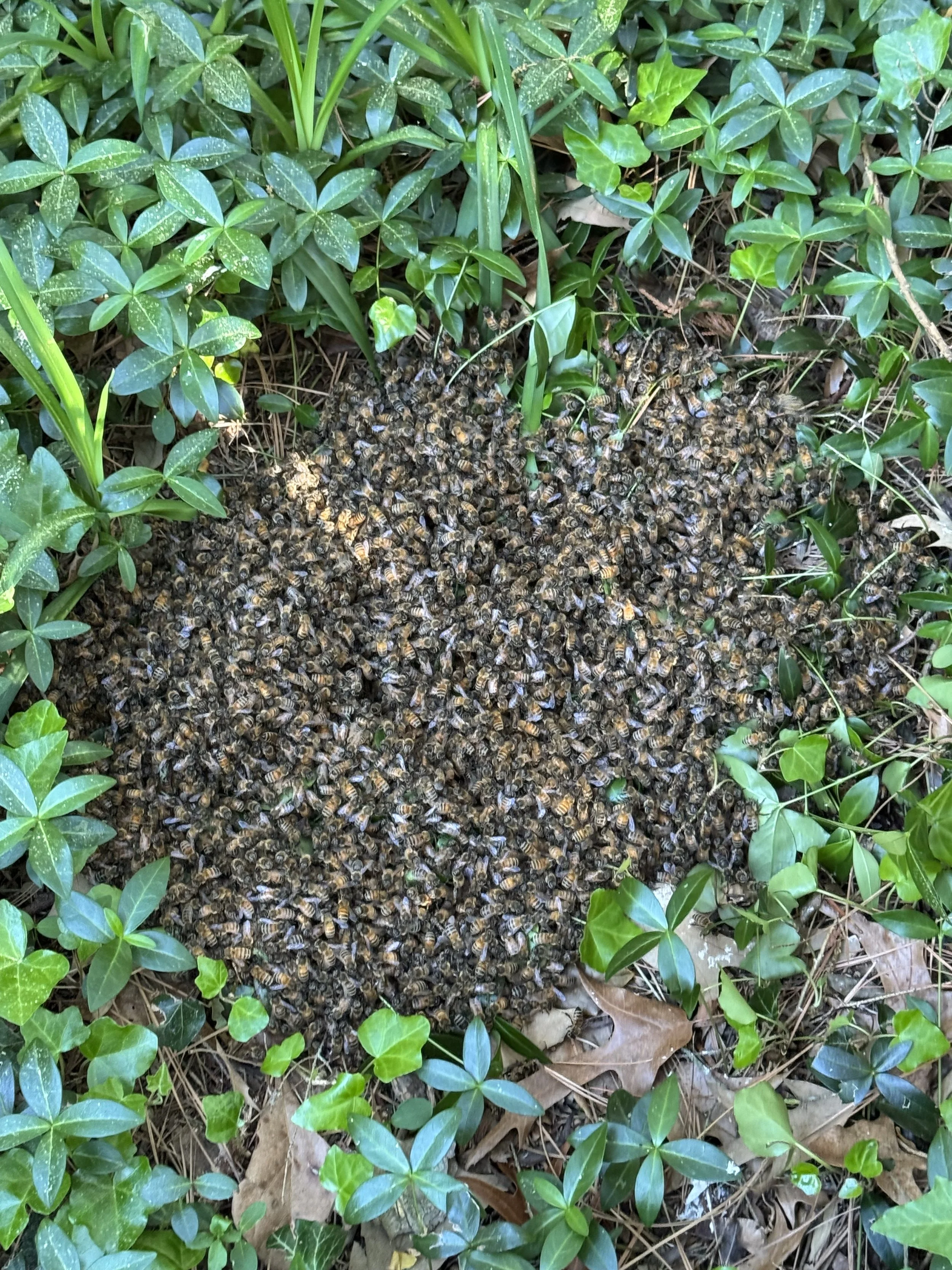 A large swarm of honeybees clustered on the ground among green leafy plants and dry leaves.