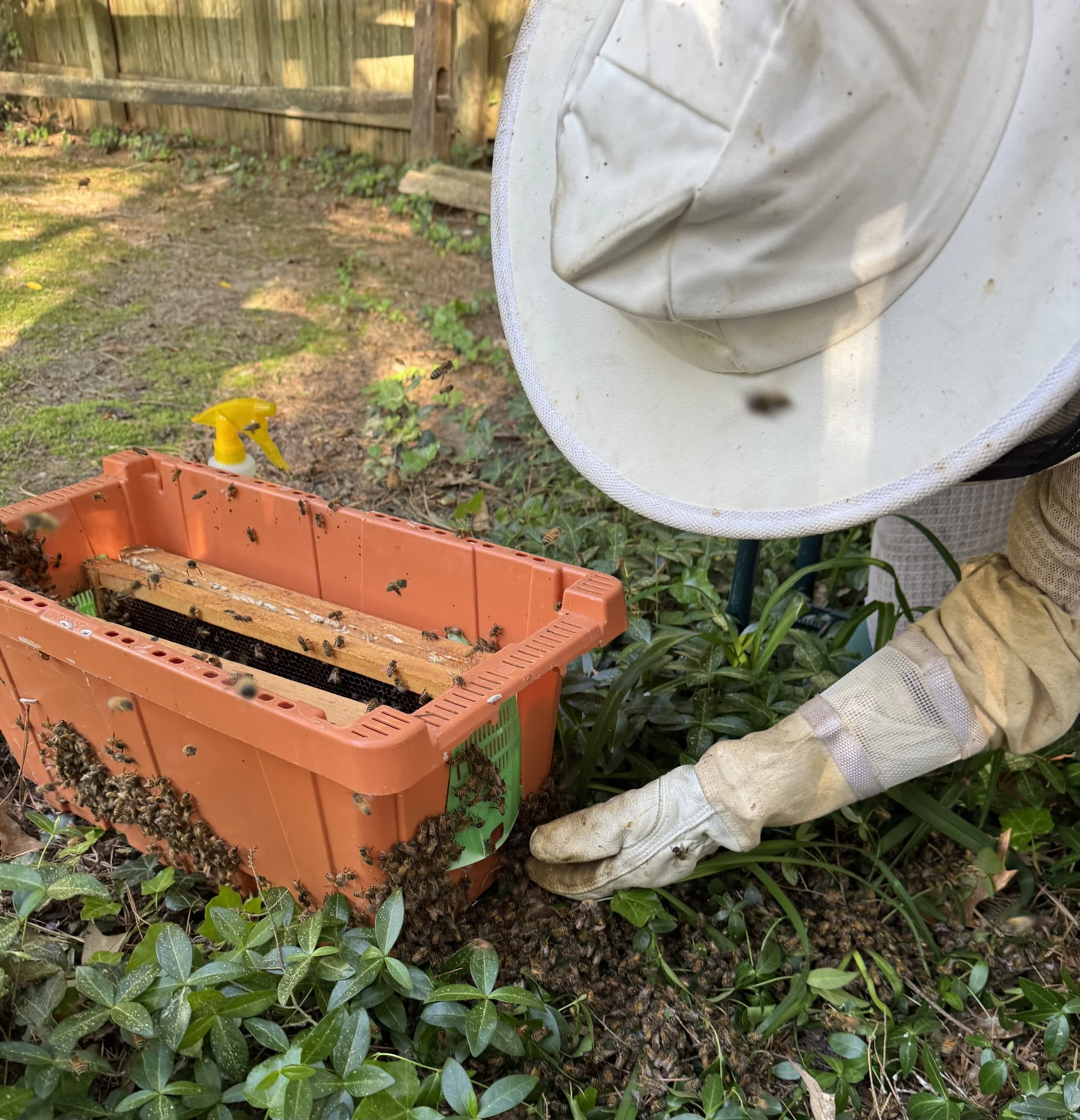 Close-up of bees swarming around a white beekeeping suit veil in a garden with green plants, a wooden fence, and a yellow spray bottle on the ground.