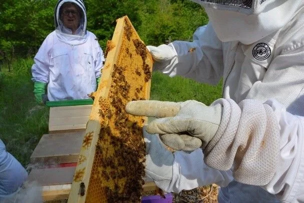 Beekeepers inspecting a honeycomb frame outdoors in a green field, wearing protective suits and gloves.