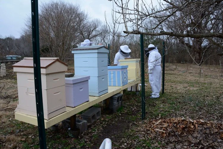 Beekeepers wearing white suits and hats working with beehives on a wooden platform outdoors, with leafless trees in the background.