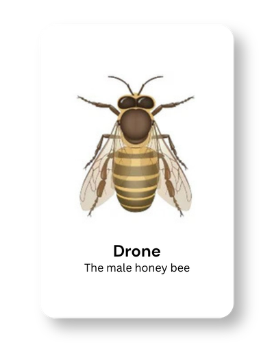 Illustration of a honey bee with the label "Drone" and the caption "The male honey bee".
