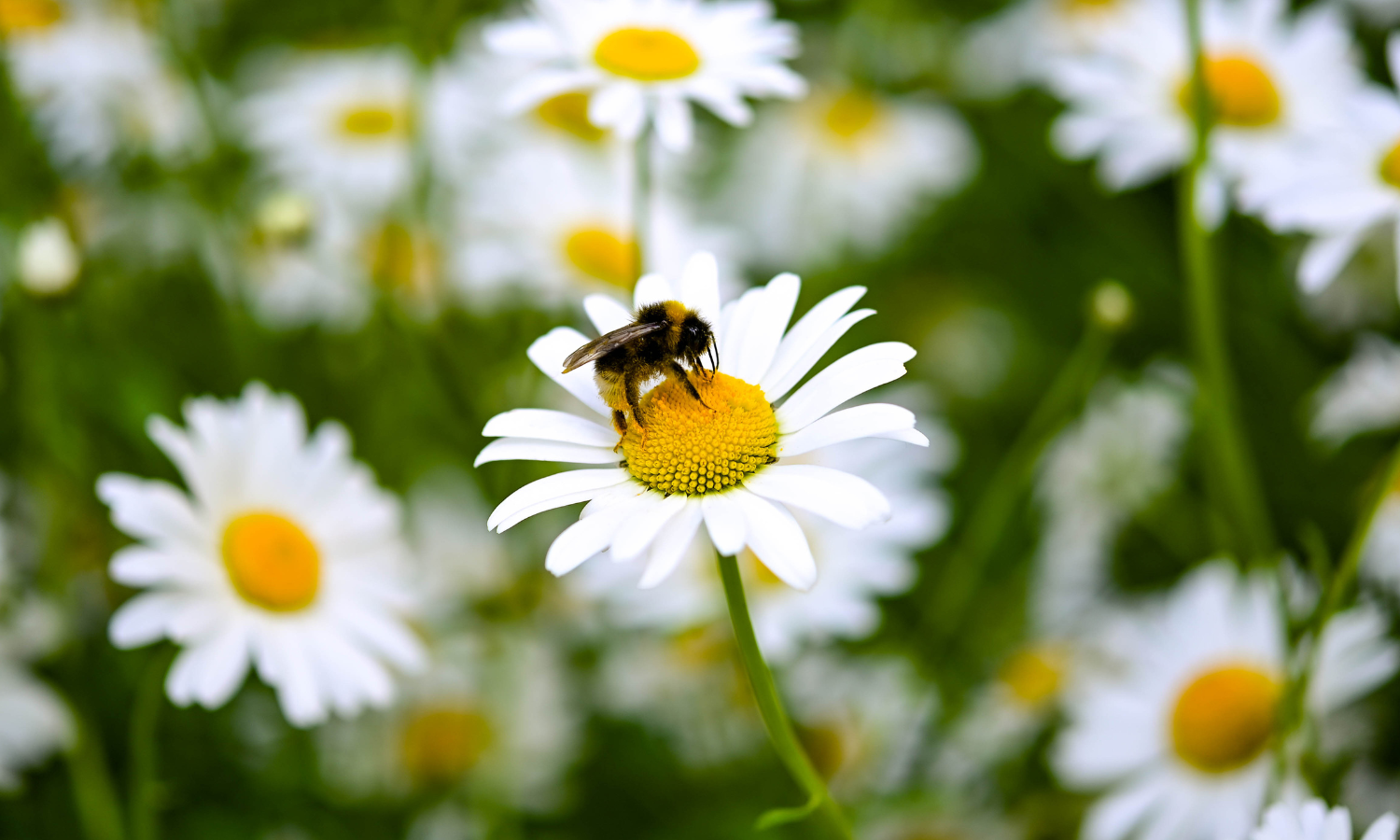 A bee on a white daisy flower collecting nectar, with several other daisies in the background.