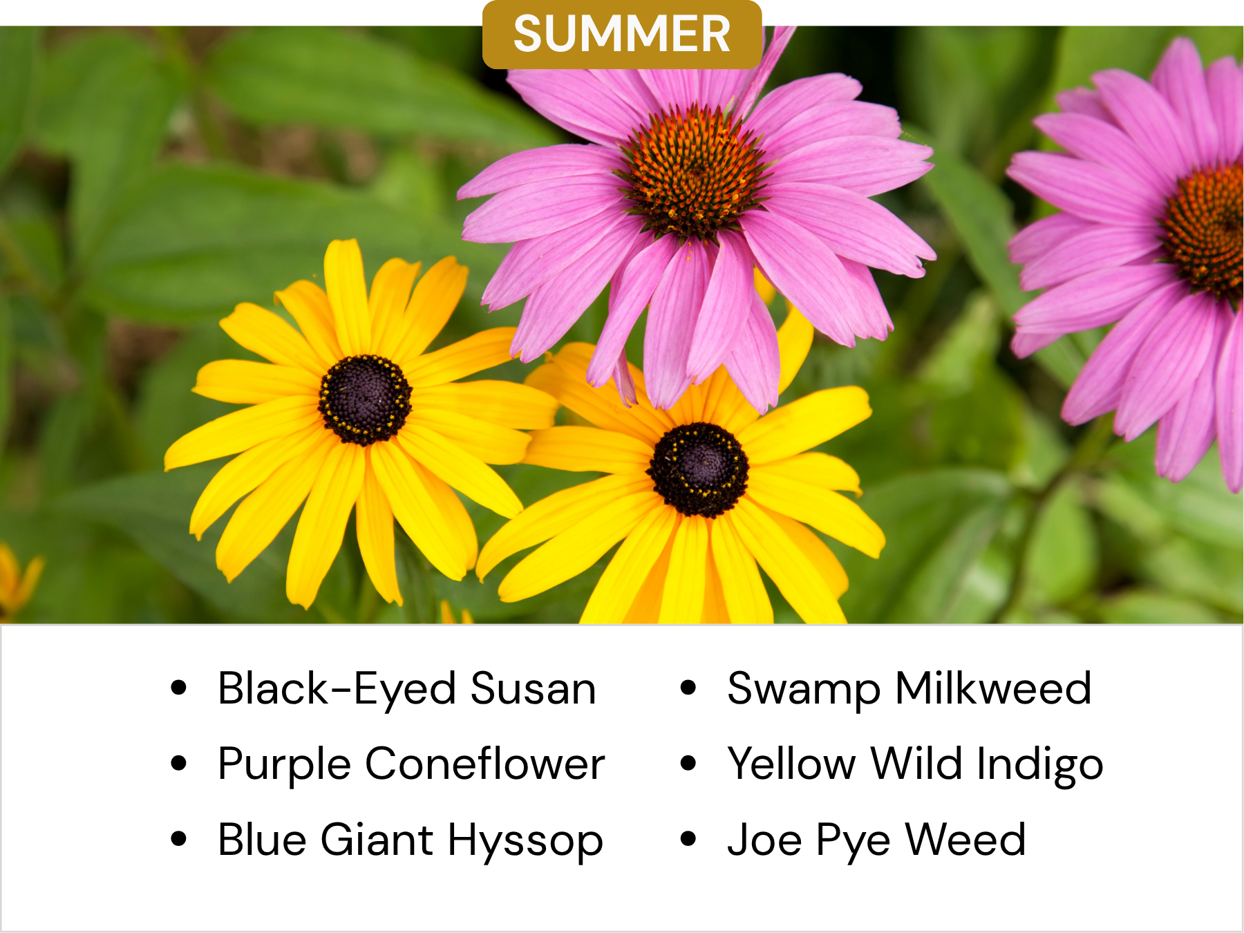 Close-up image of colorful flowers, including yellow Black-Eyed Susans and pink Purple Coneflowers, with green leaves in the background and a "Summer" banner at the top.