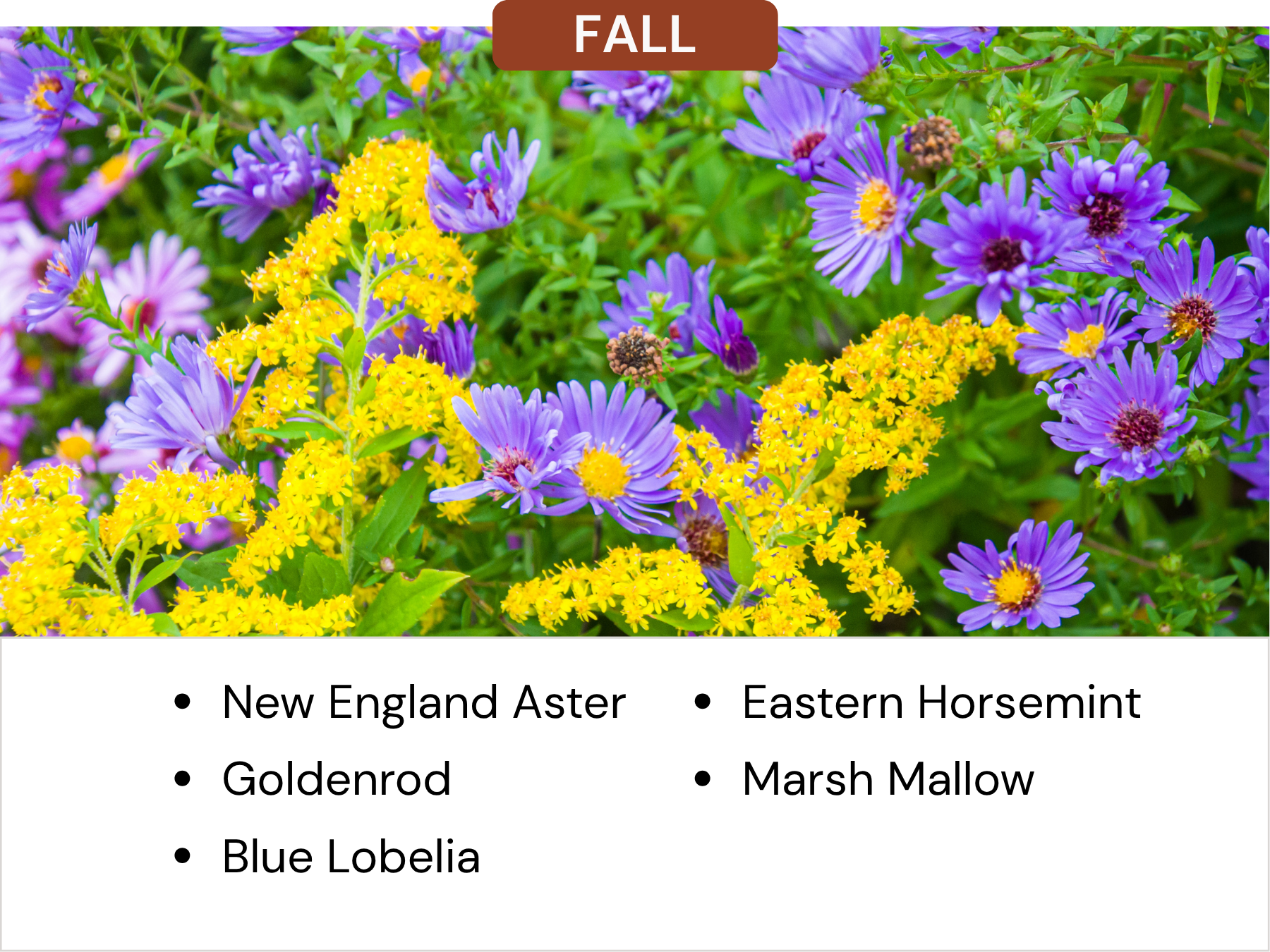 Close-up of colorful fall flowers including purple asters, yellow goldenrod, and blue lobelia in a garden setting.