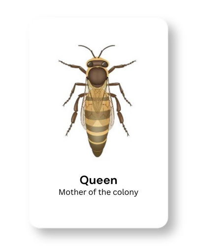 Illustration of a queen bee with the text 'Queen, Mother of the colony' underneath.