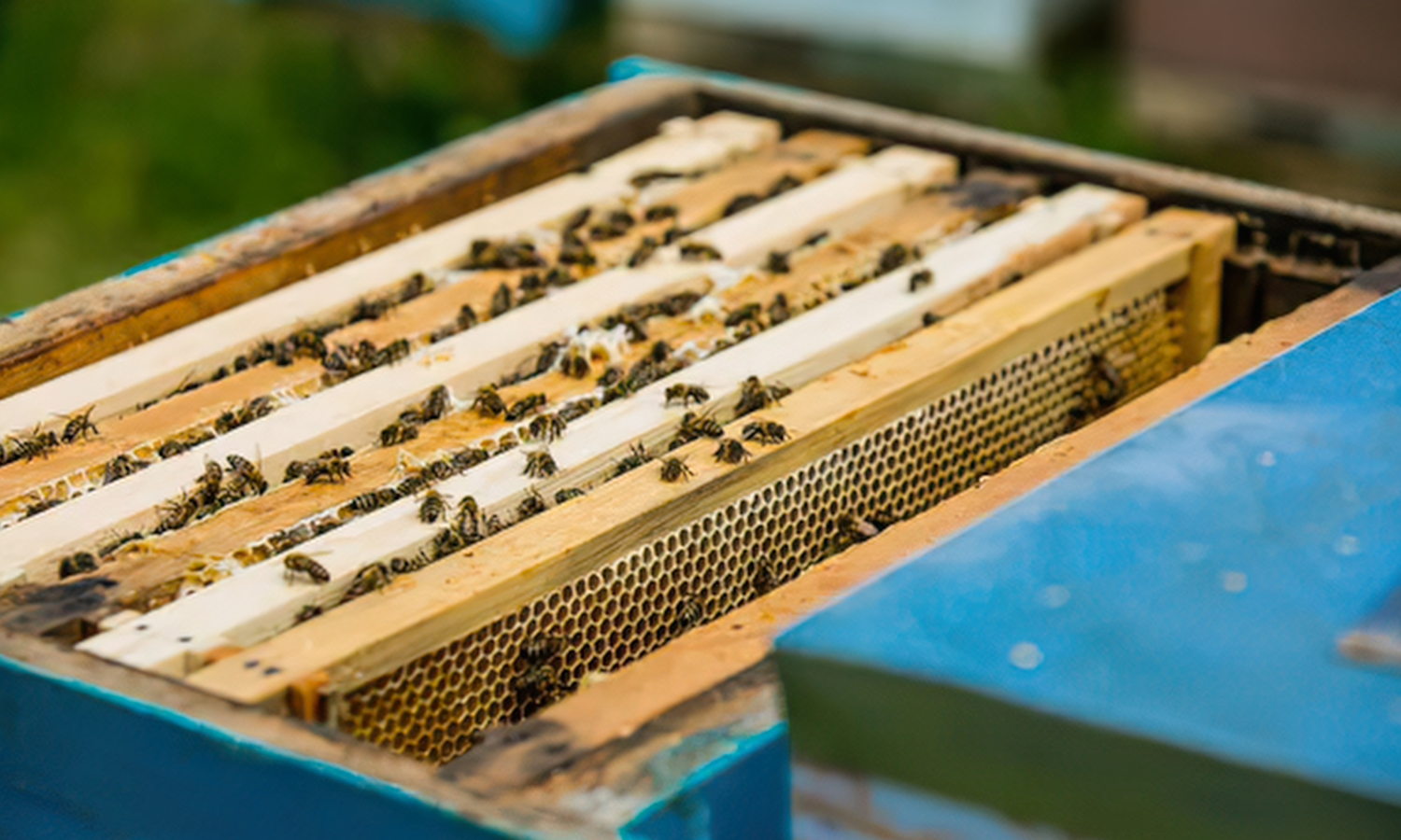 Beekeeping frame with bees on honeycomb, enclosed in a blue hive box.