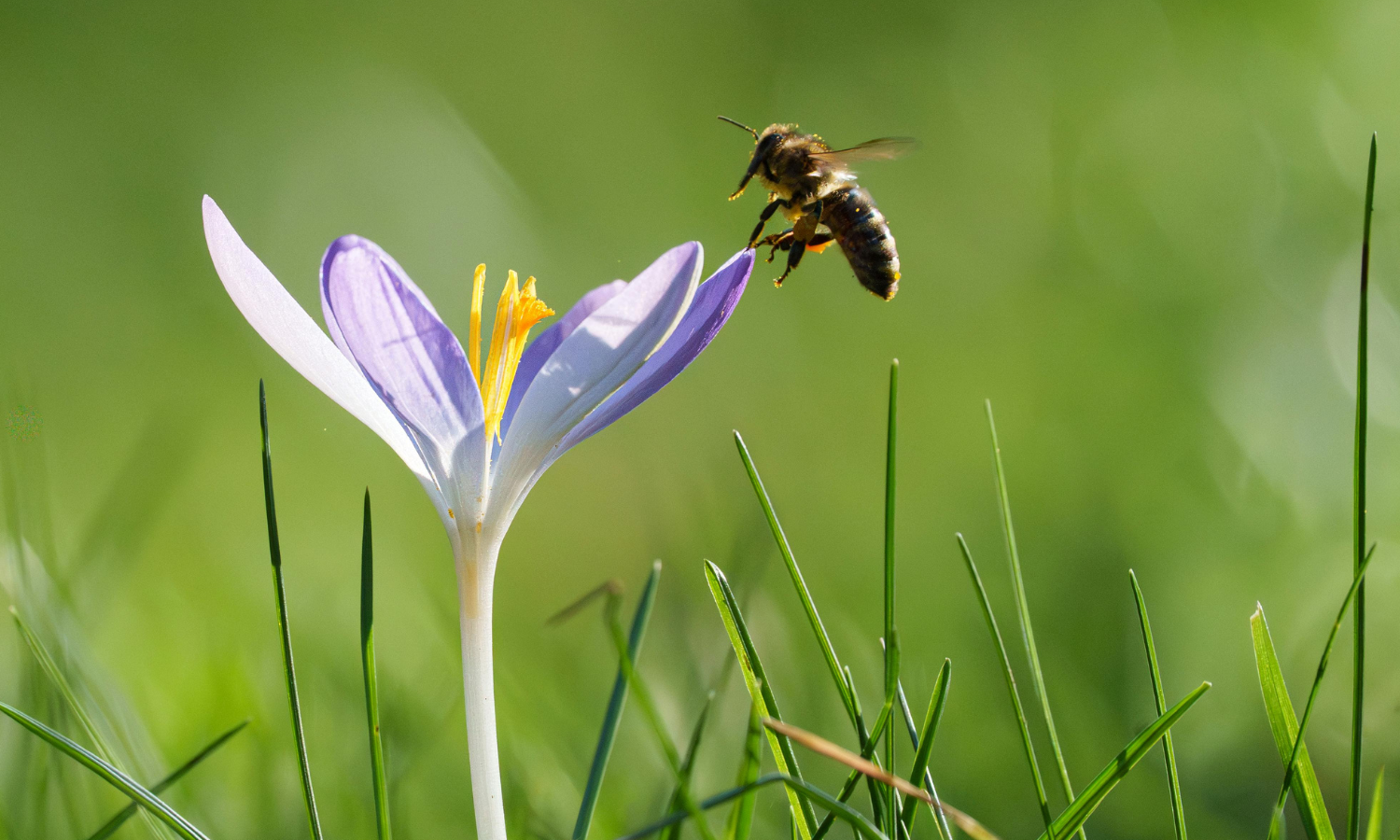 A bee flying towards a light purple flower in a grassy field.