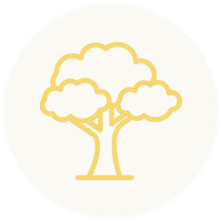 Line drawing of a tree with a wide canopy and a sturdy trunk