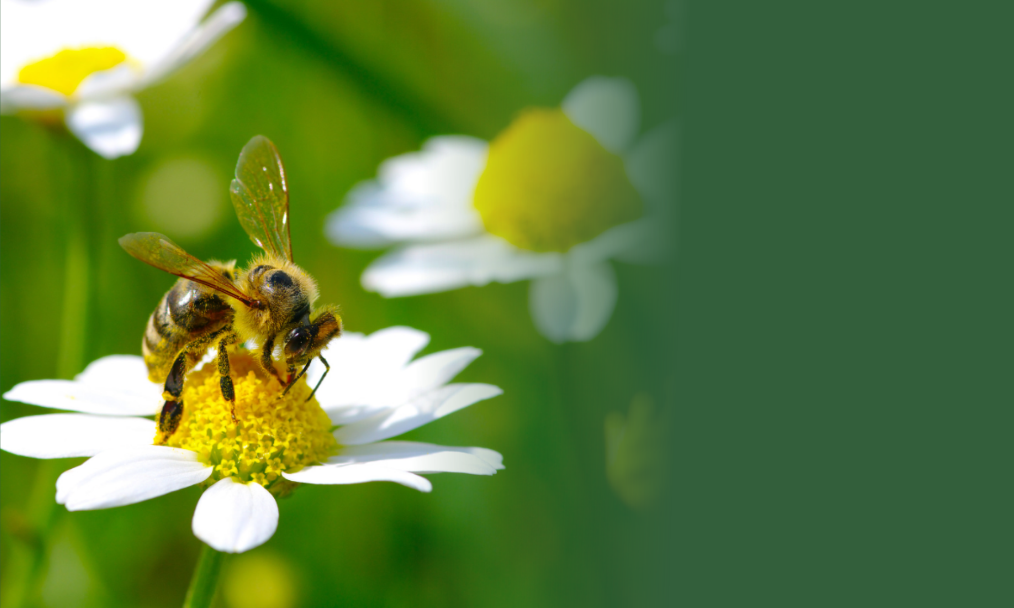 Close-up of a bee gathering nectar from a white daisy flower with a yellow center, with green blurred background.
