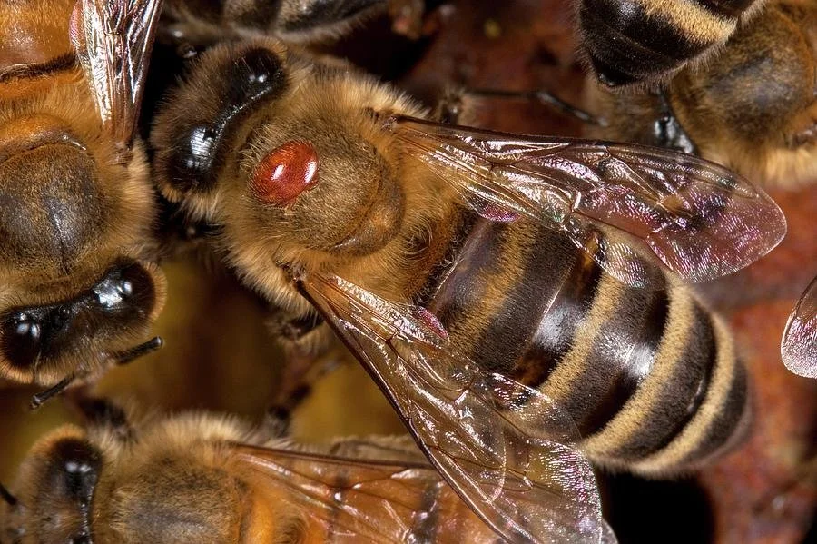 Close-up of a honeybee on a honeycomb, showing the bee's wings, body, and red eyes.
