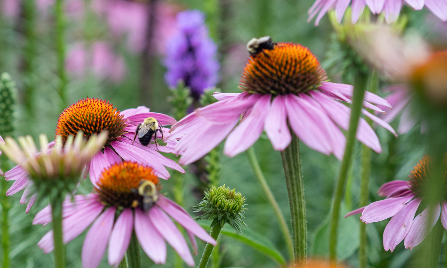 Close-up of pink coneflowers with bees collecting nectar in a garden.