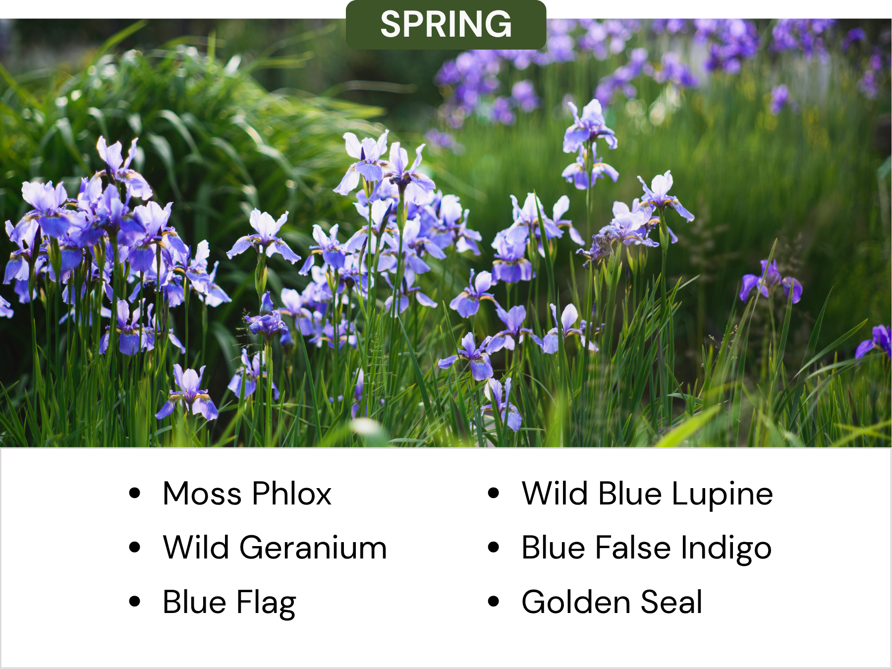Spring photo of purple iris flowers with green foliage in the background.
