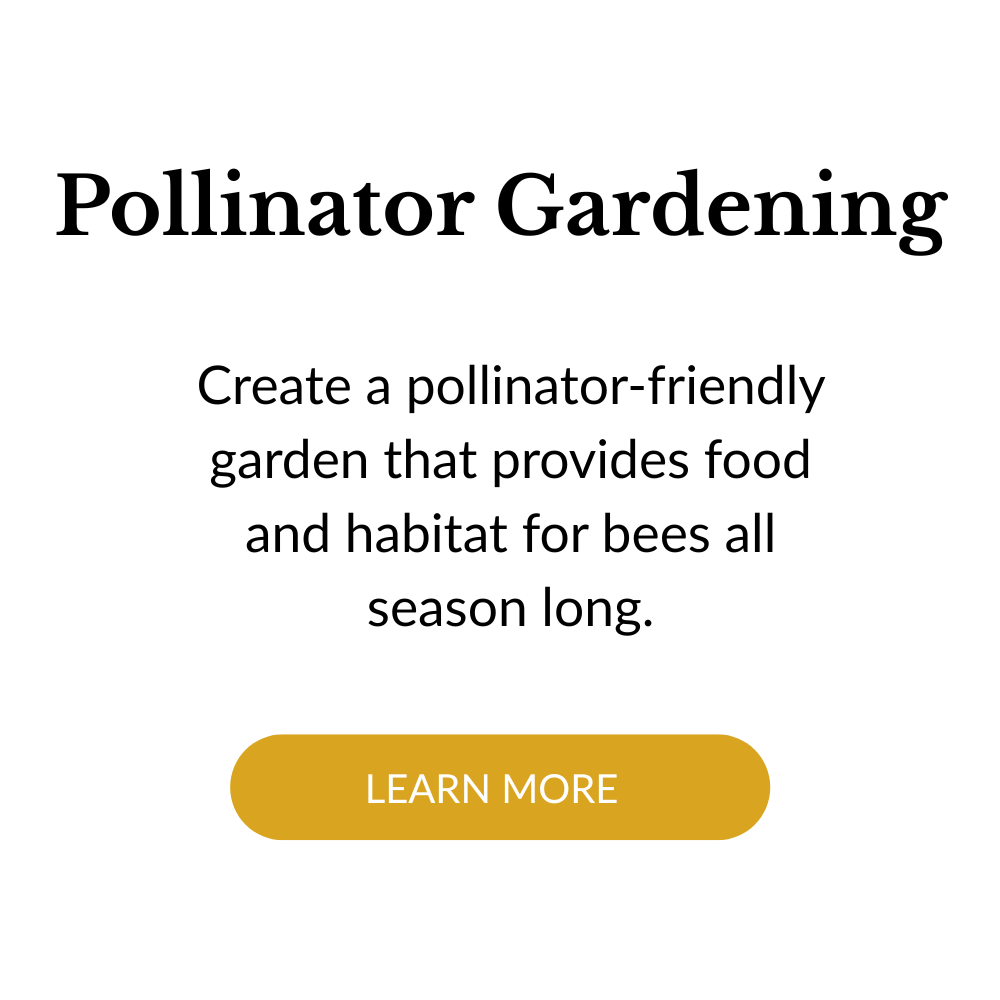 Poster about pollinator gardening encouraging creating a pollinator-friendly garden for bees with a "Learn More" button.