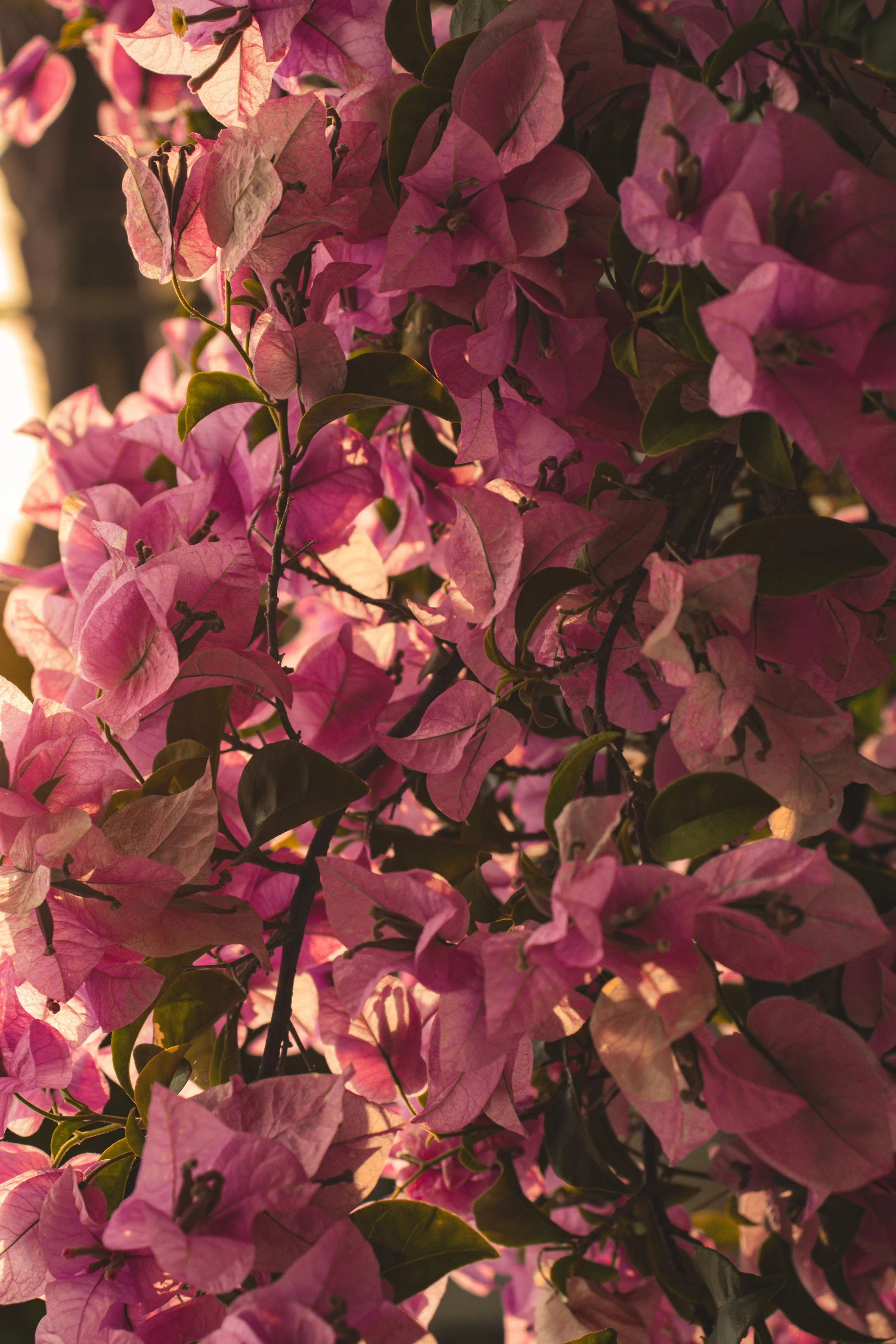 Pink bougainvillea flowers with green leaves, captured in natural sunlight.