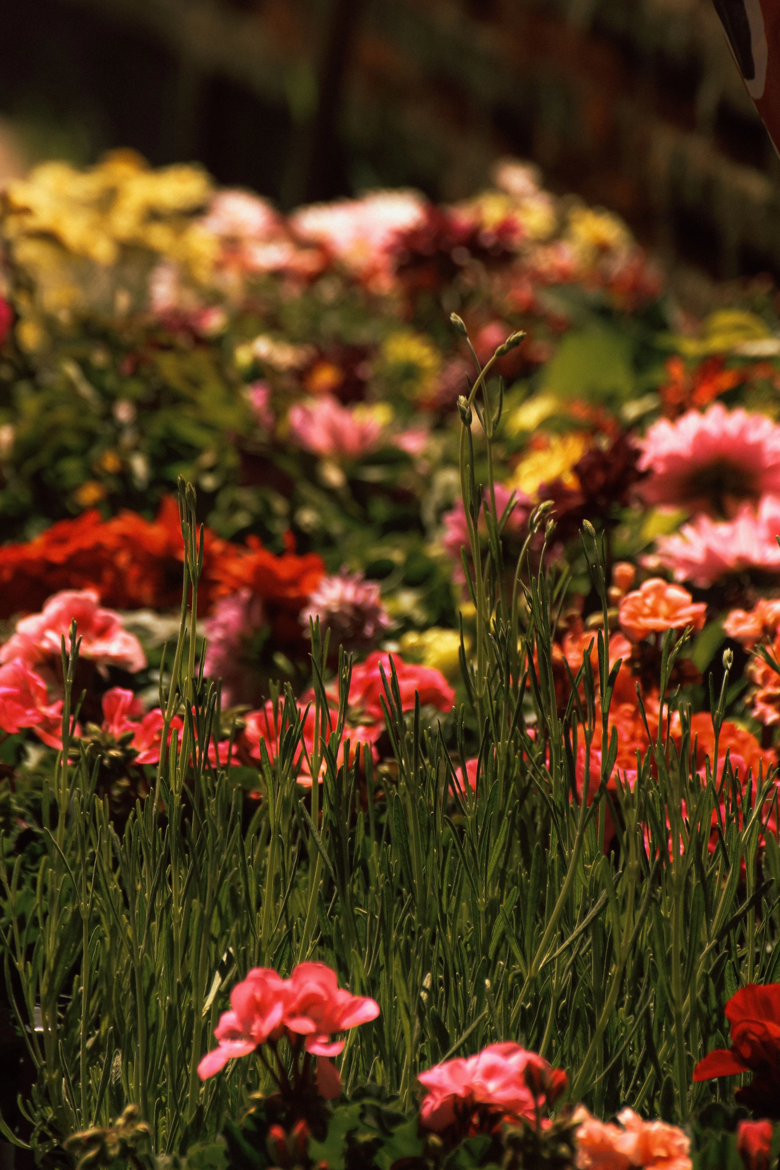 Close-up view of pink, red, yellow, and white flowers with green foliage, blurred background.