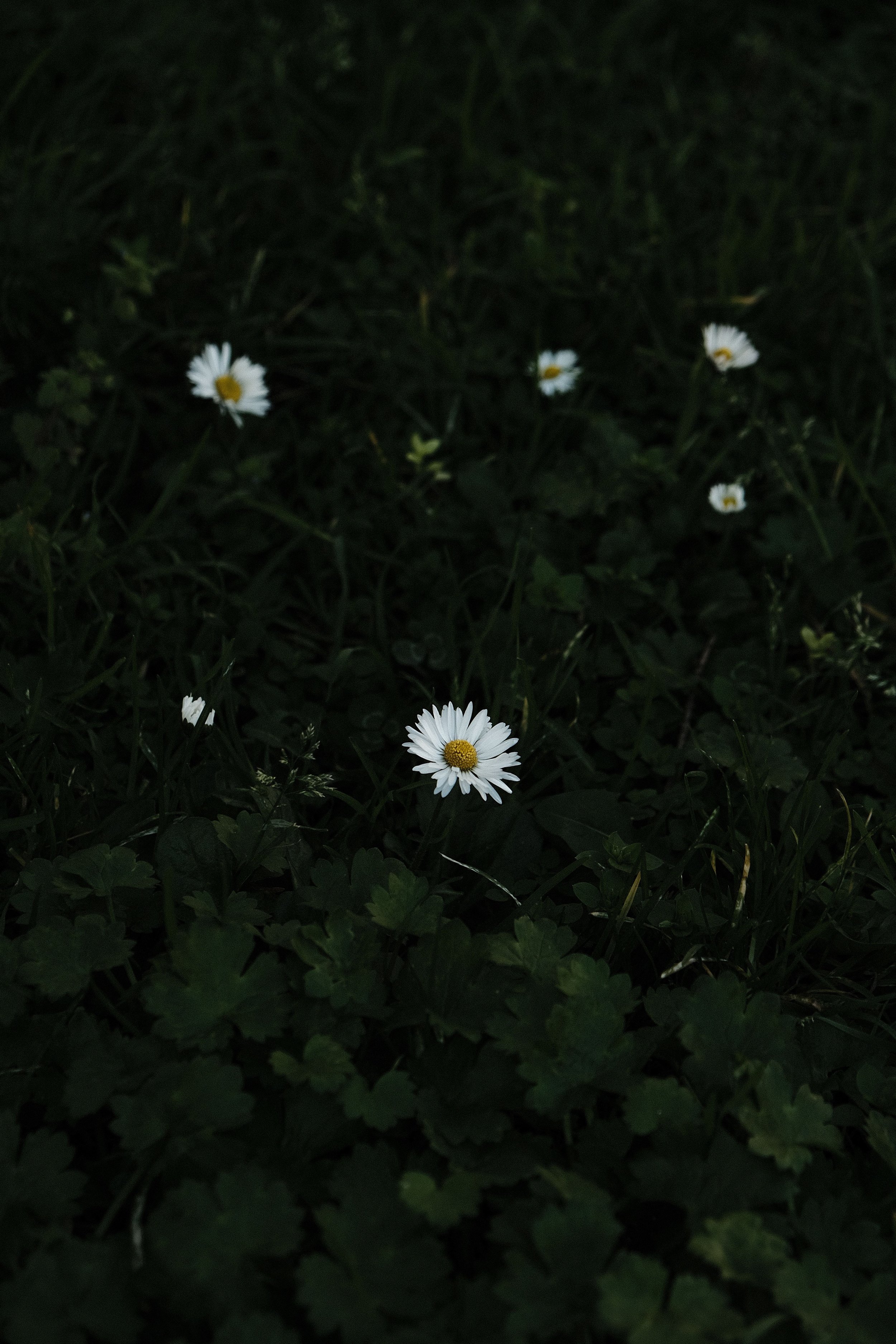 Dark outdoor scene with several white daisies with yellow centers among green leaves.