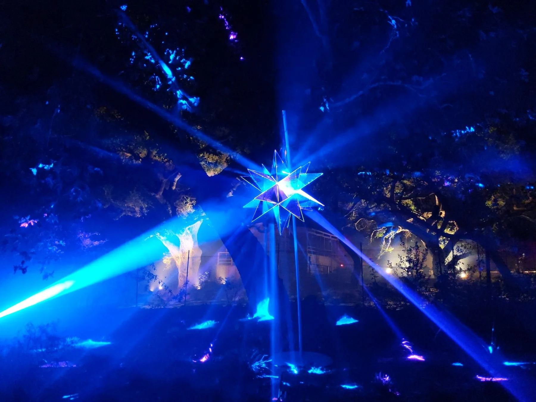 Enchanted Forest of Light_3of5.jpg