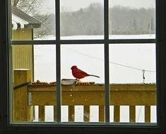 The Birds