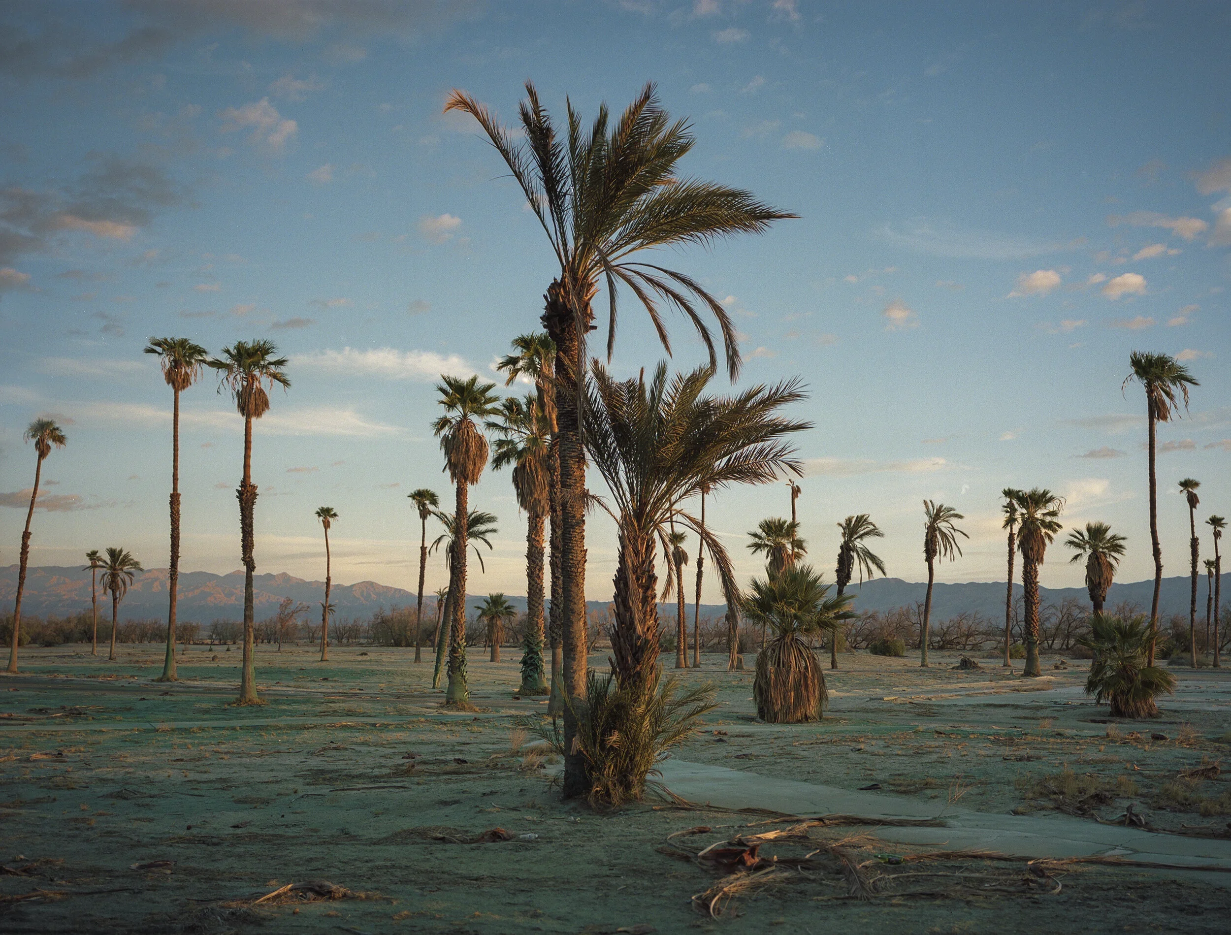 BG_palm.jpg.webp