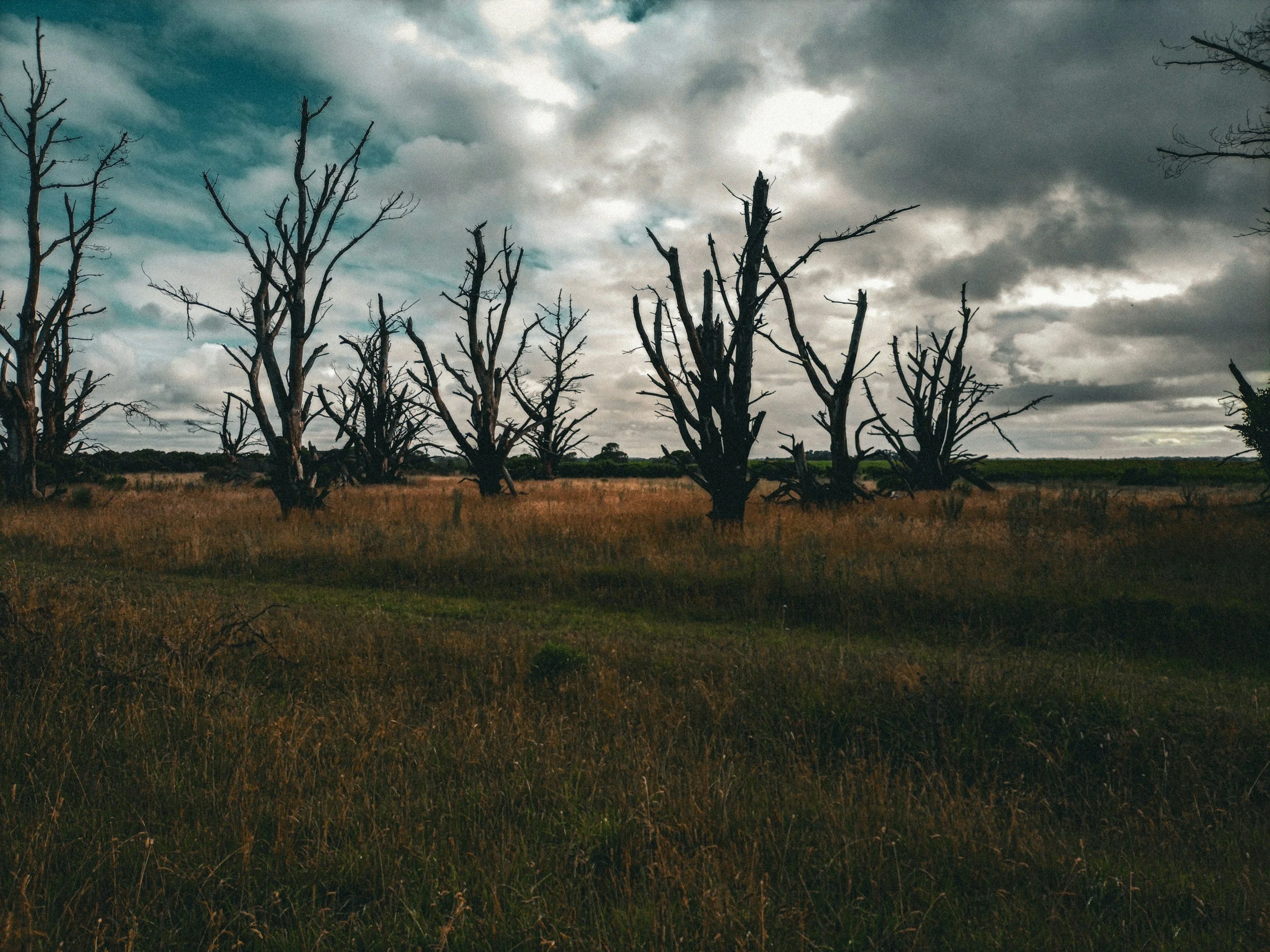 A landscape with dead, leafless trees in a grassy field under a cloudy, overcast sky.