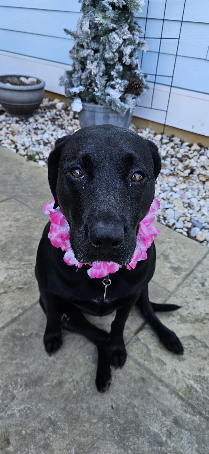 A black lab mix dog with a pink flower necklace sitting on a concrete patio with a decorated snow-covered Christmas tree in a pot and a white house siding in the background.