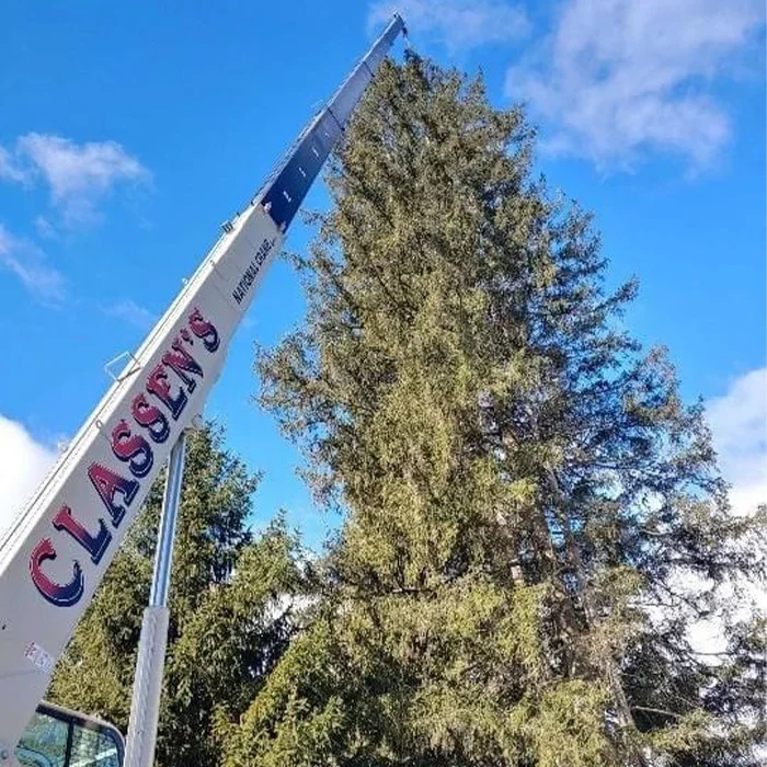 A tall tree with dense branches and leaves being cut or trimmed using a cherry picker lift with the word "CLASENG" on it. The sky is blue with a few clouds.