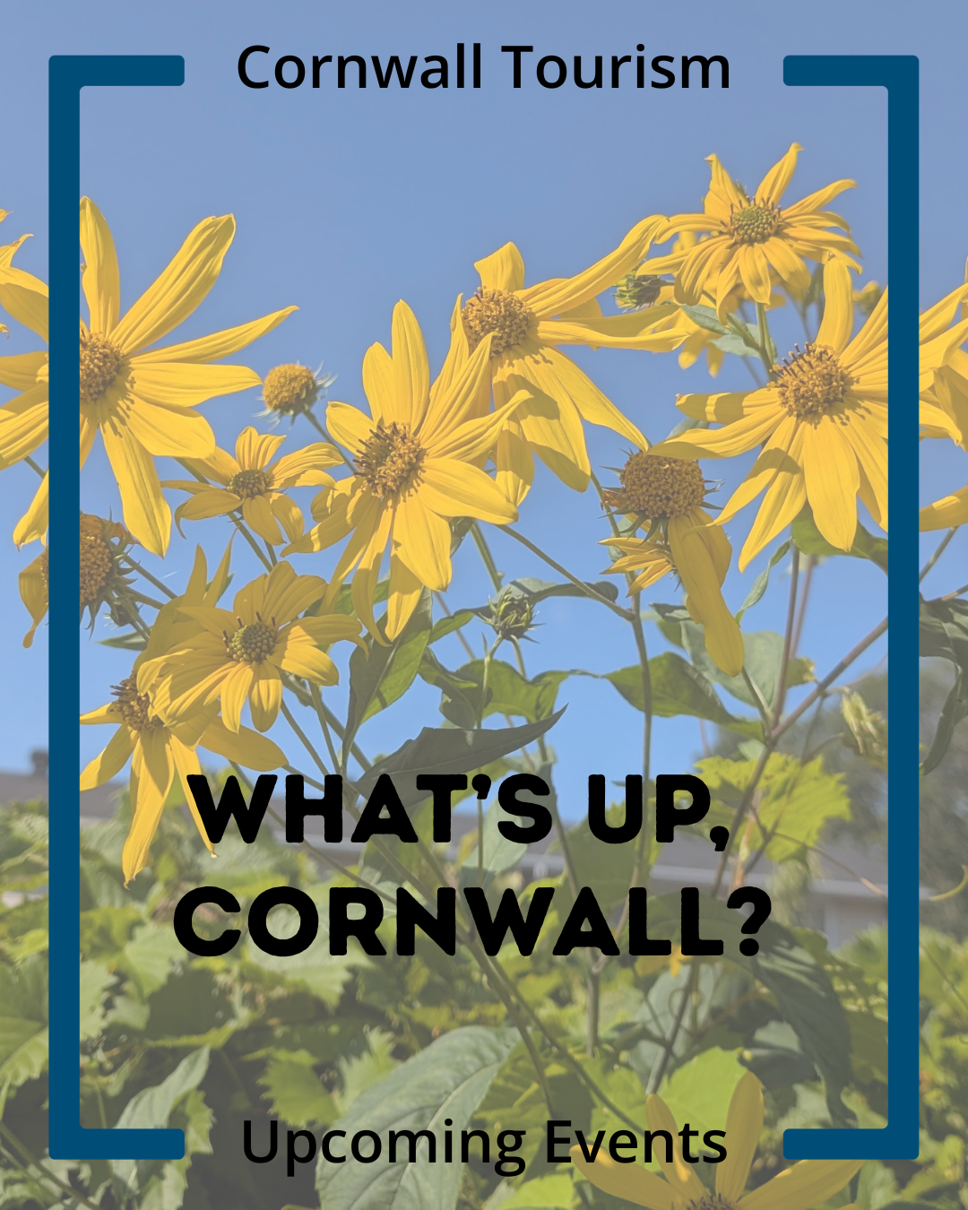 Yellow flowers against a blue sky with text overlay promoting Cornwall tourism and upcoming events.