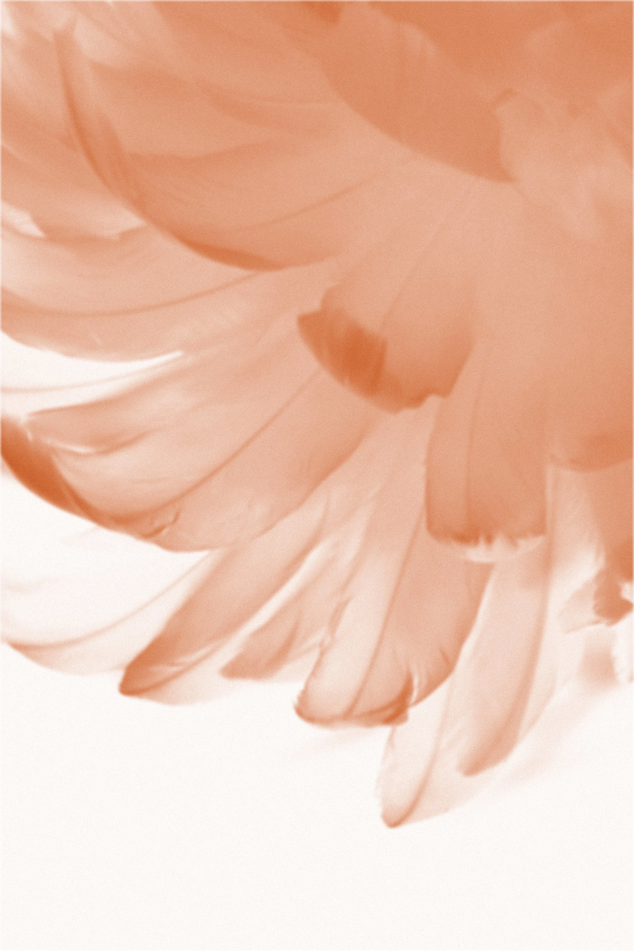 Close-up of peach-colored flower petals with soft focus.