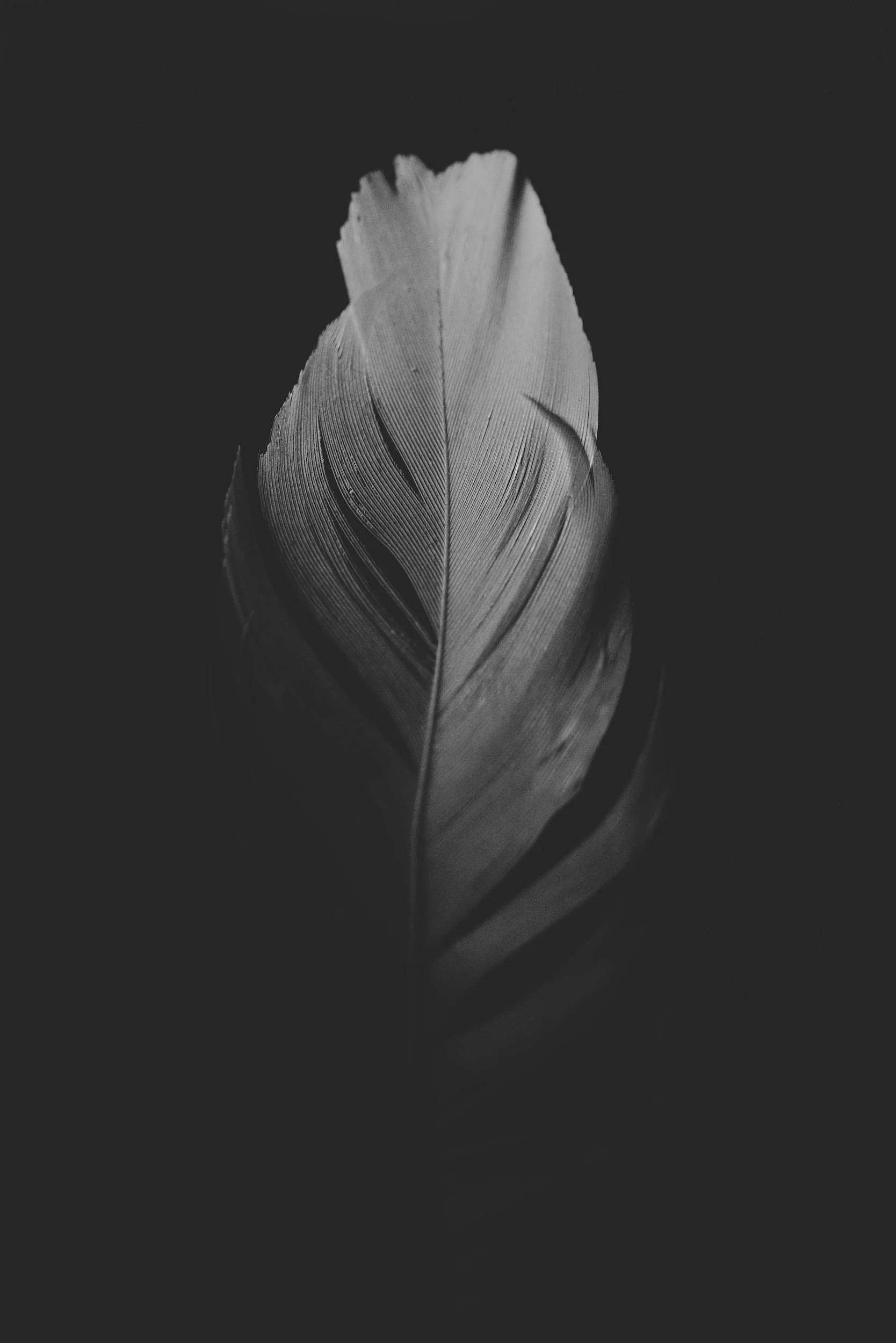 Close-up of a single feather in black and white, showing intricate details of the barbs and central shaft.