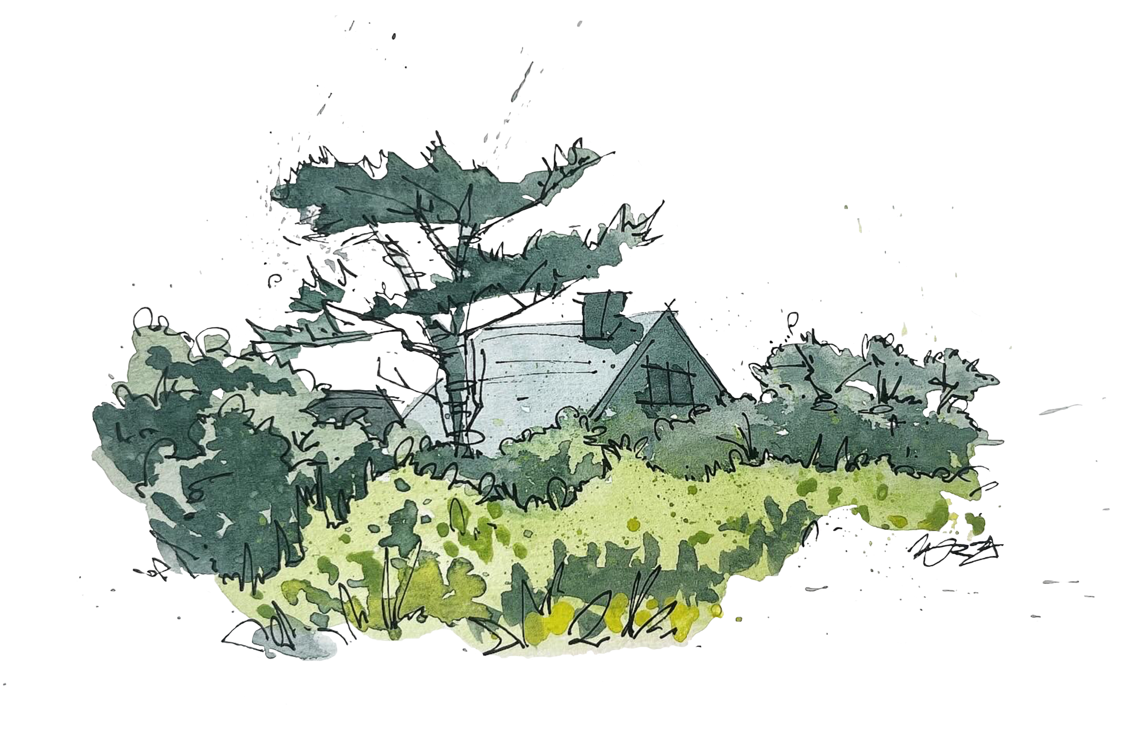 "Erratic Tree" — watercolor and pen and ink on paper, 2024 (available)