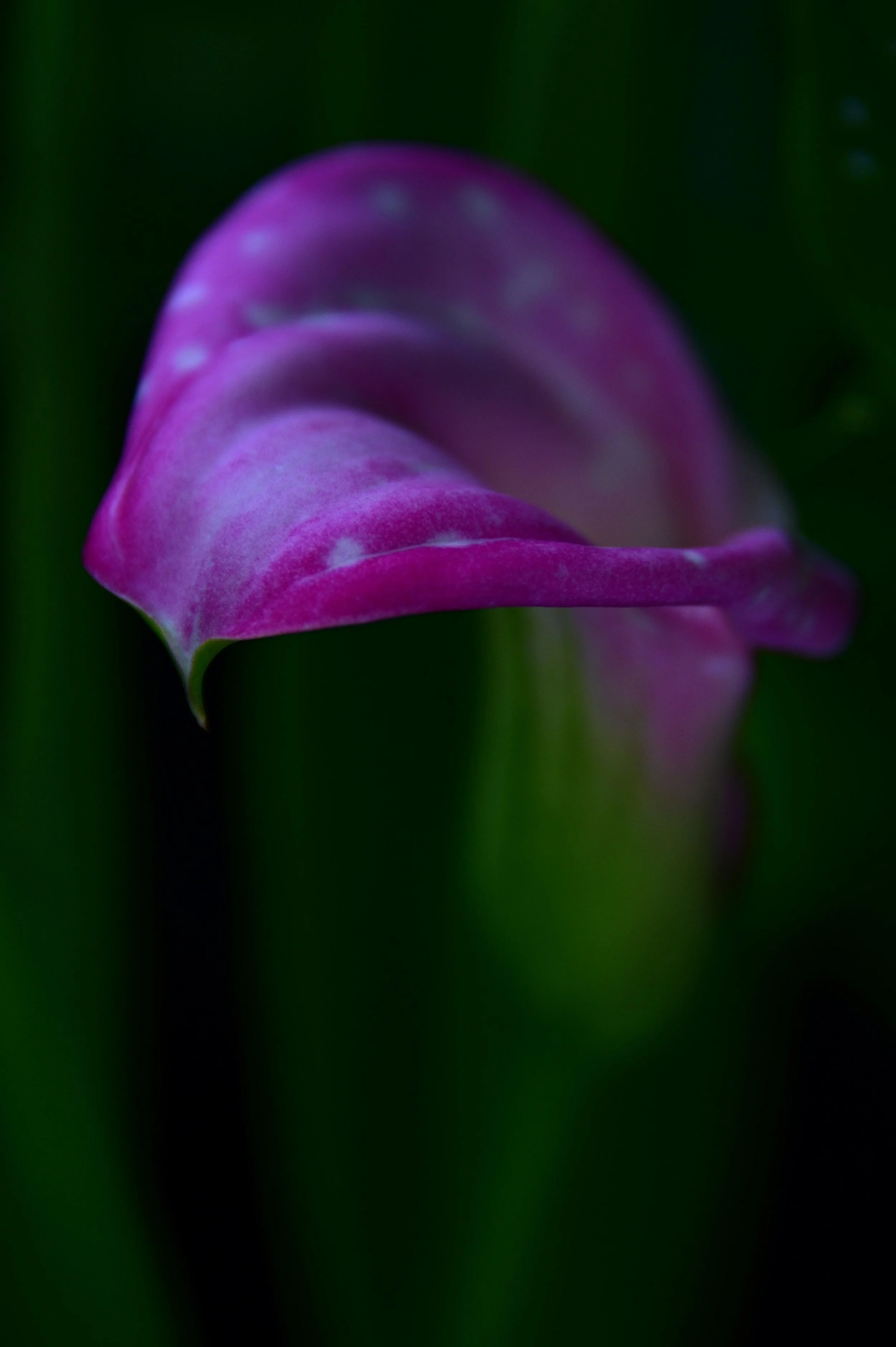 White Dots Pink Calla / Group C