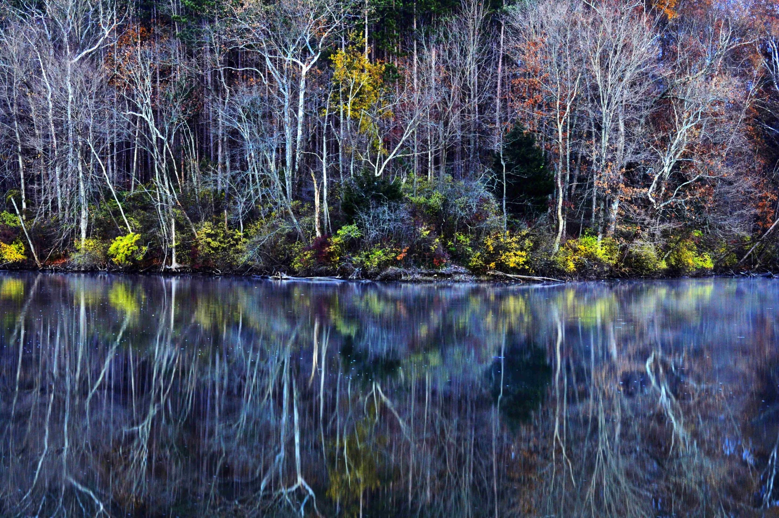 White Trunks Beyond Pond / Group A