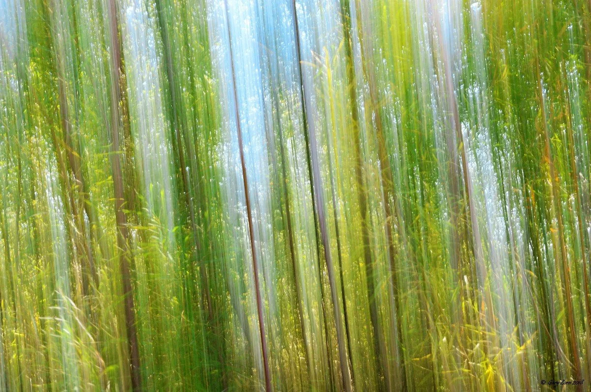 Poplars and Willows Moving / Group C