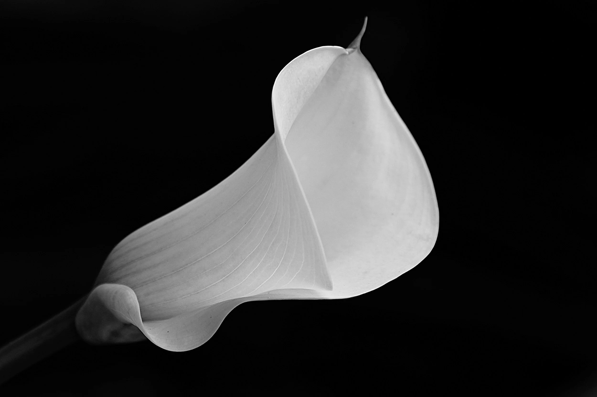 White Calla On Black / Group B