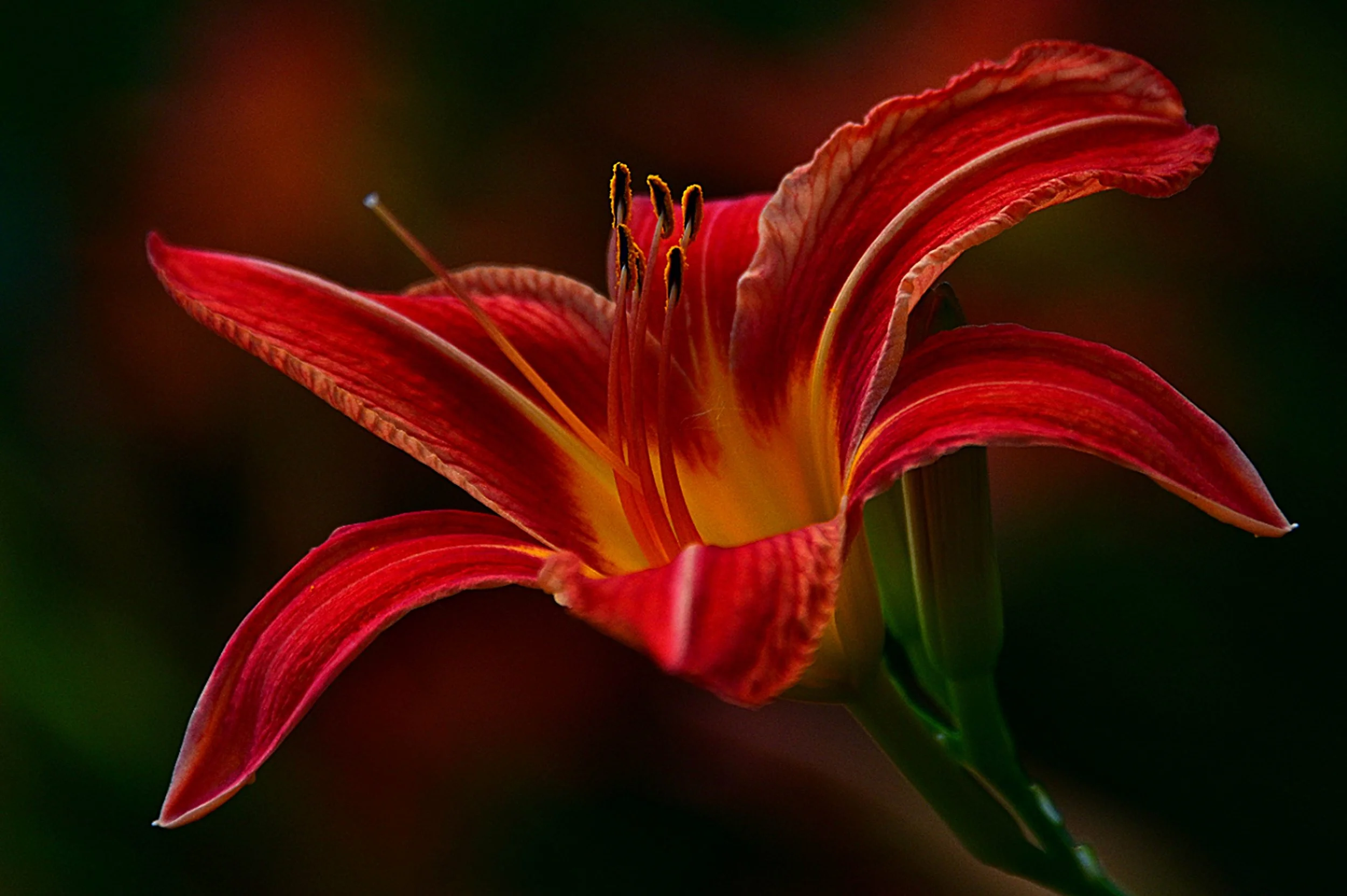 One Day Lily / Group C