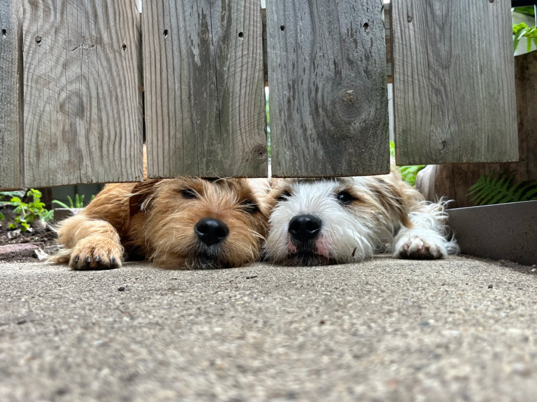 Two puppies lying on the ground under a wooden fence, resting with eyes partially closed.