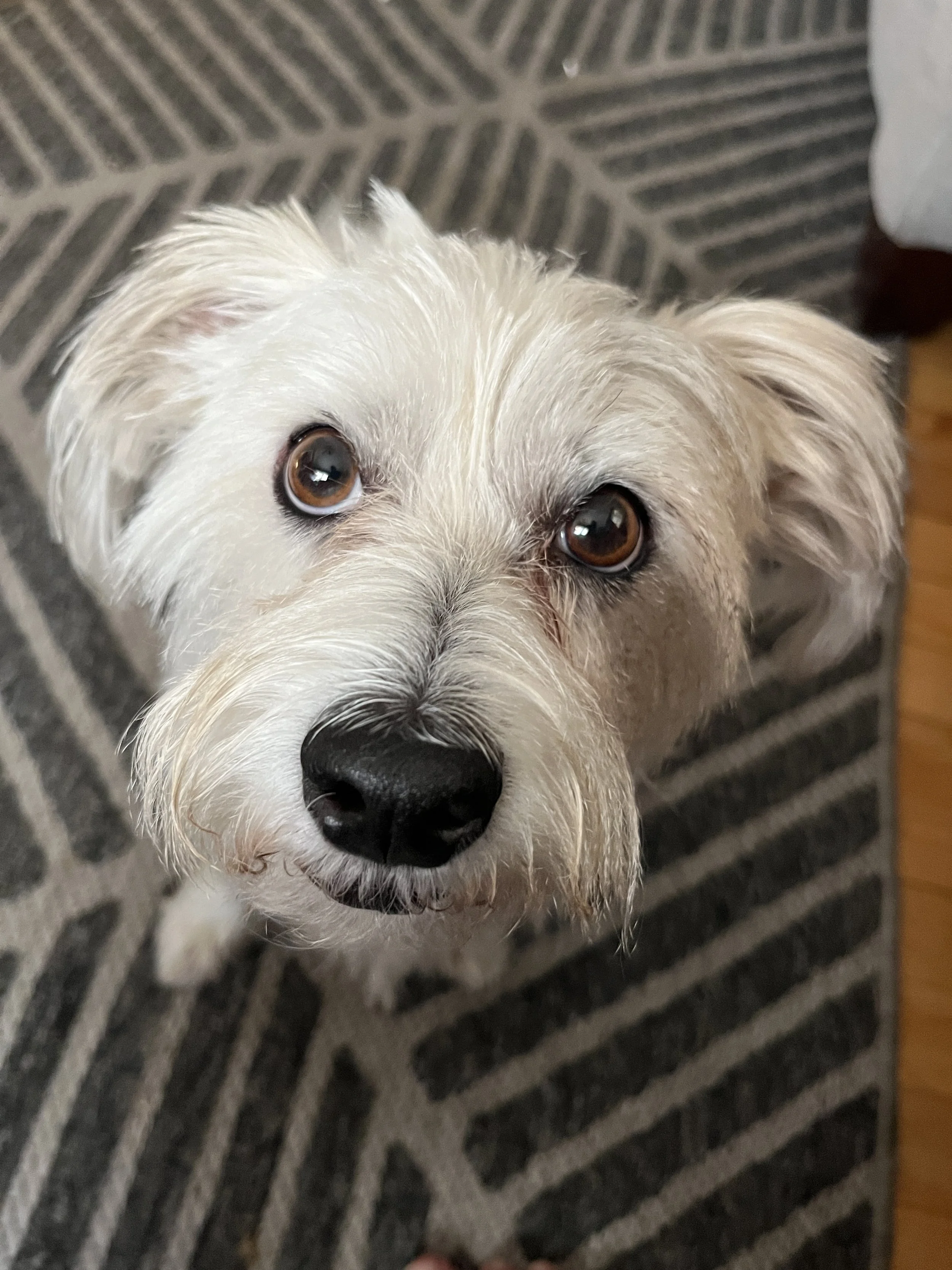 Close-up of a light-colored dog's face with brown eyes looking up, on a patterned dark rug.
