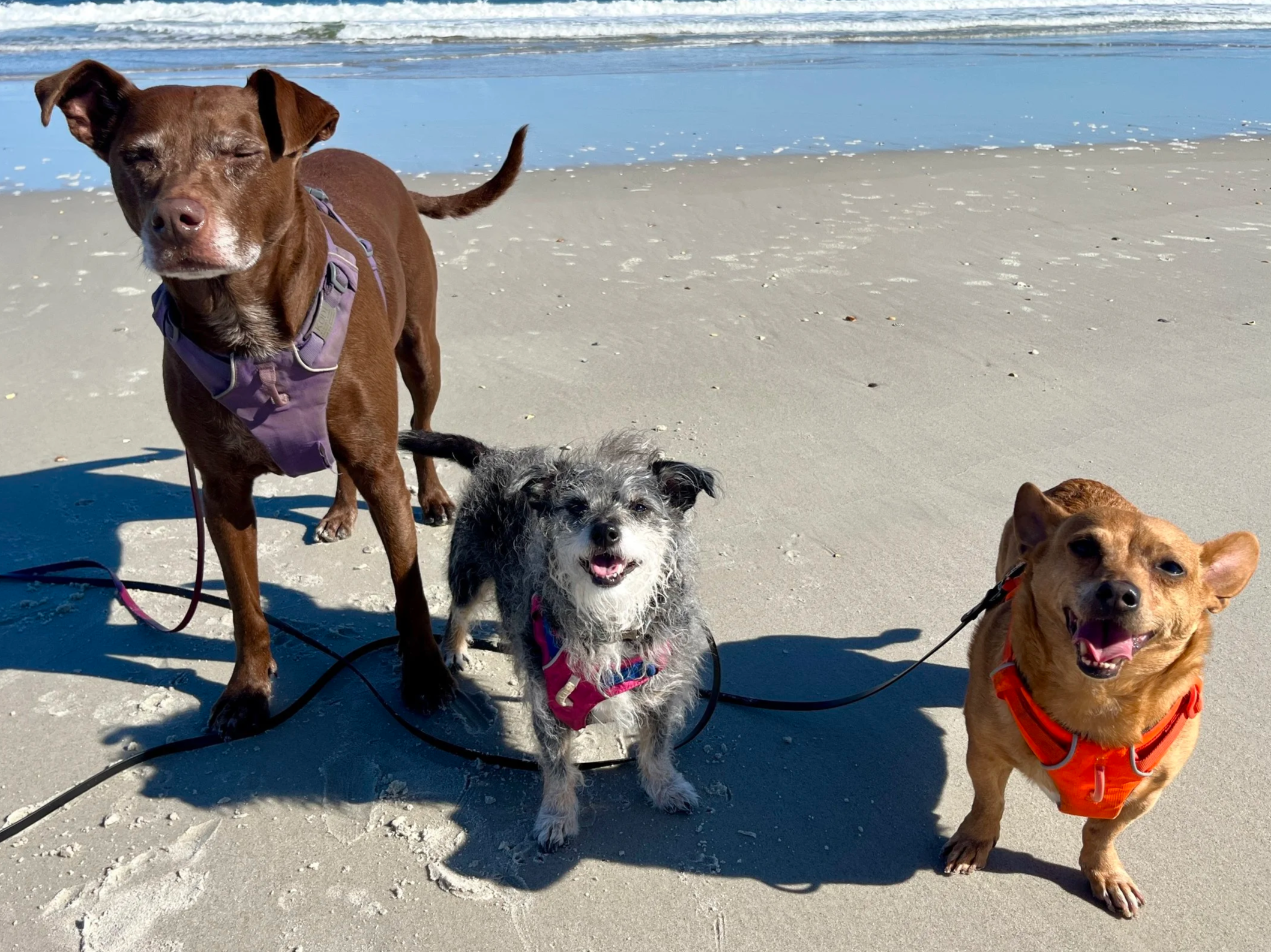 Four dogs standing on the sandy beach near the water. One dog has a brown coat and is wearing a purple harness, another furry one has a grey and white coat with a pink harness, and the third is a brown dog wearing an orange harness. Waves are visible in the background.