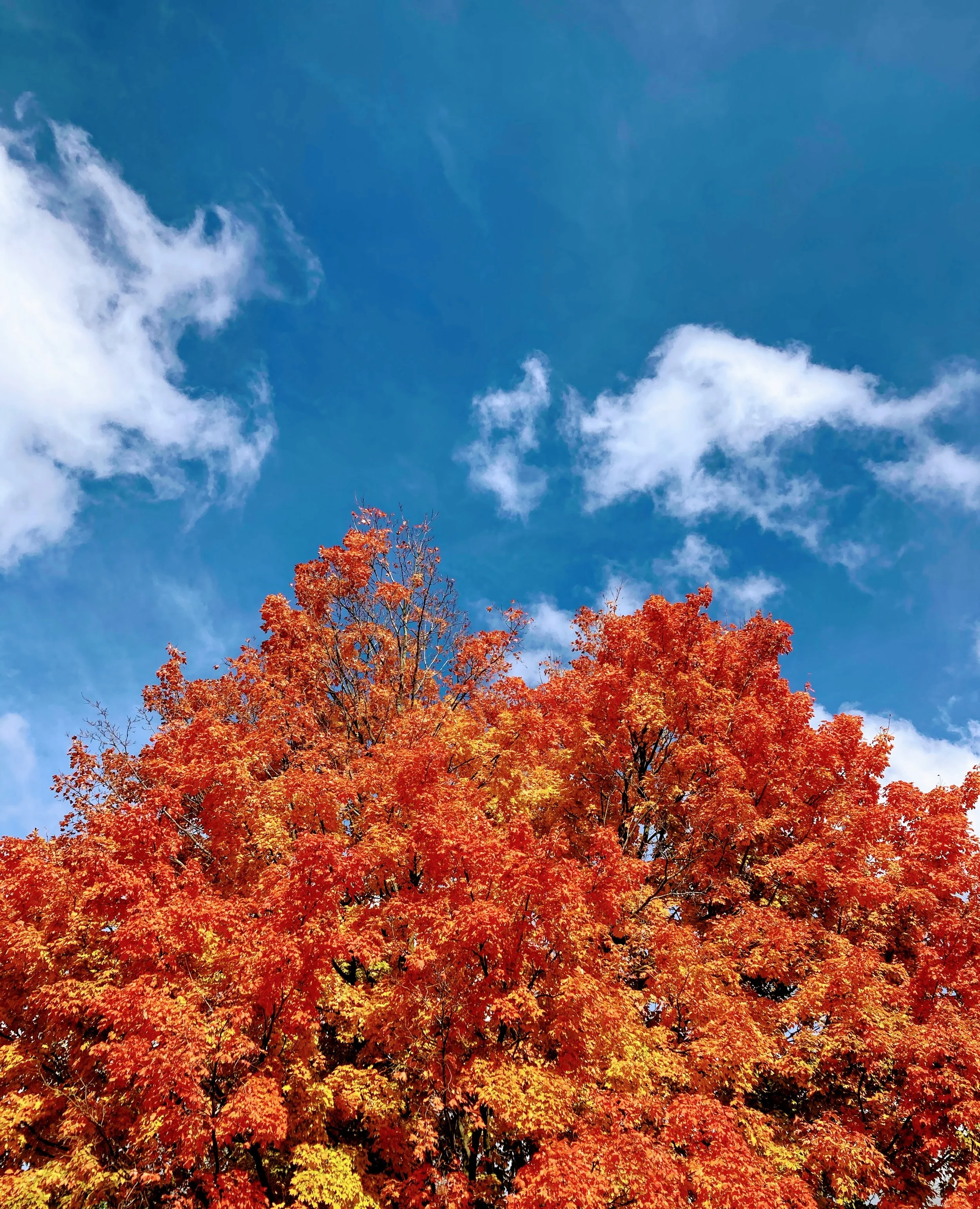 Ann Arbor, Michigan. [Oct, 2020]. Nishat Farzana