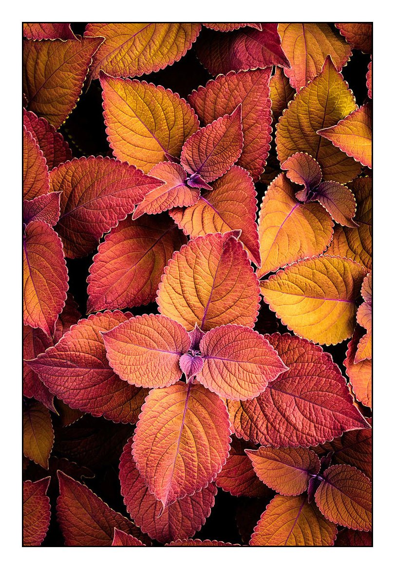 Coleus