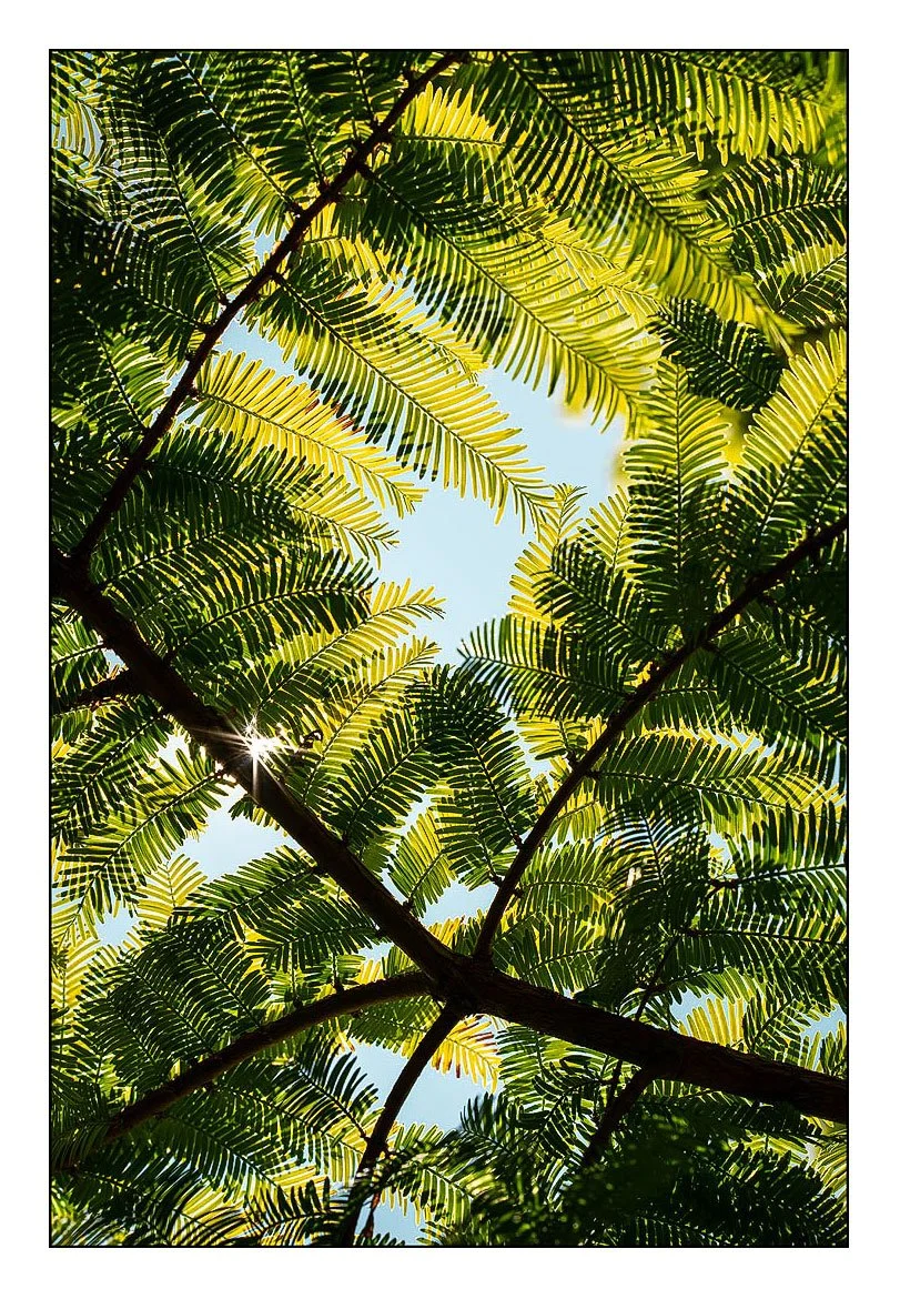 Nature's Canopy, Oregon